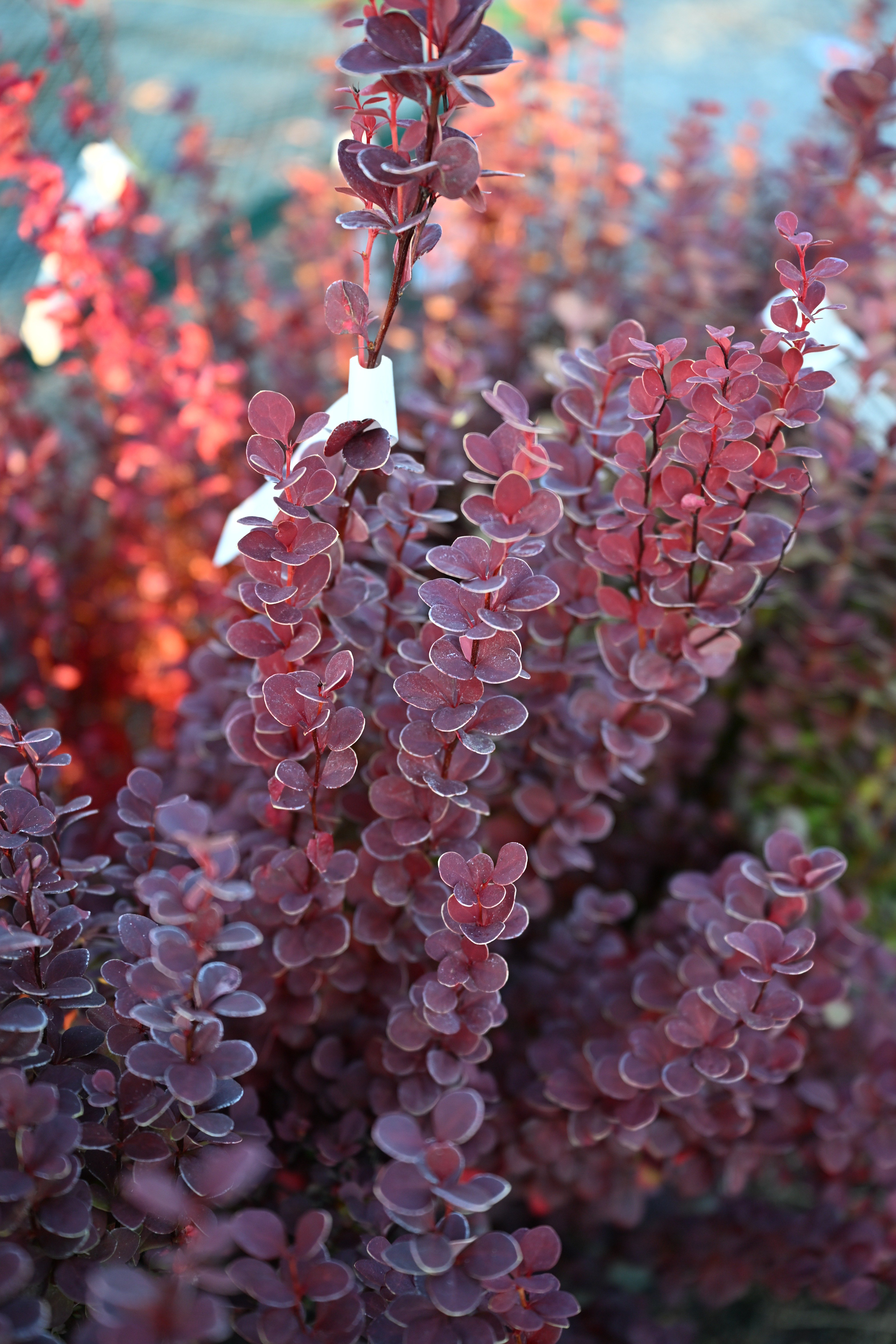 Orange Rocket Barberry | Order Online | Treeland Nursery