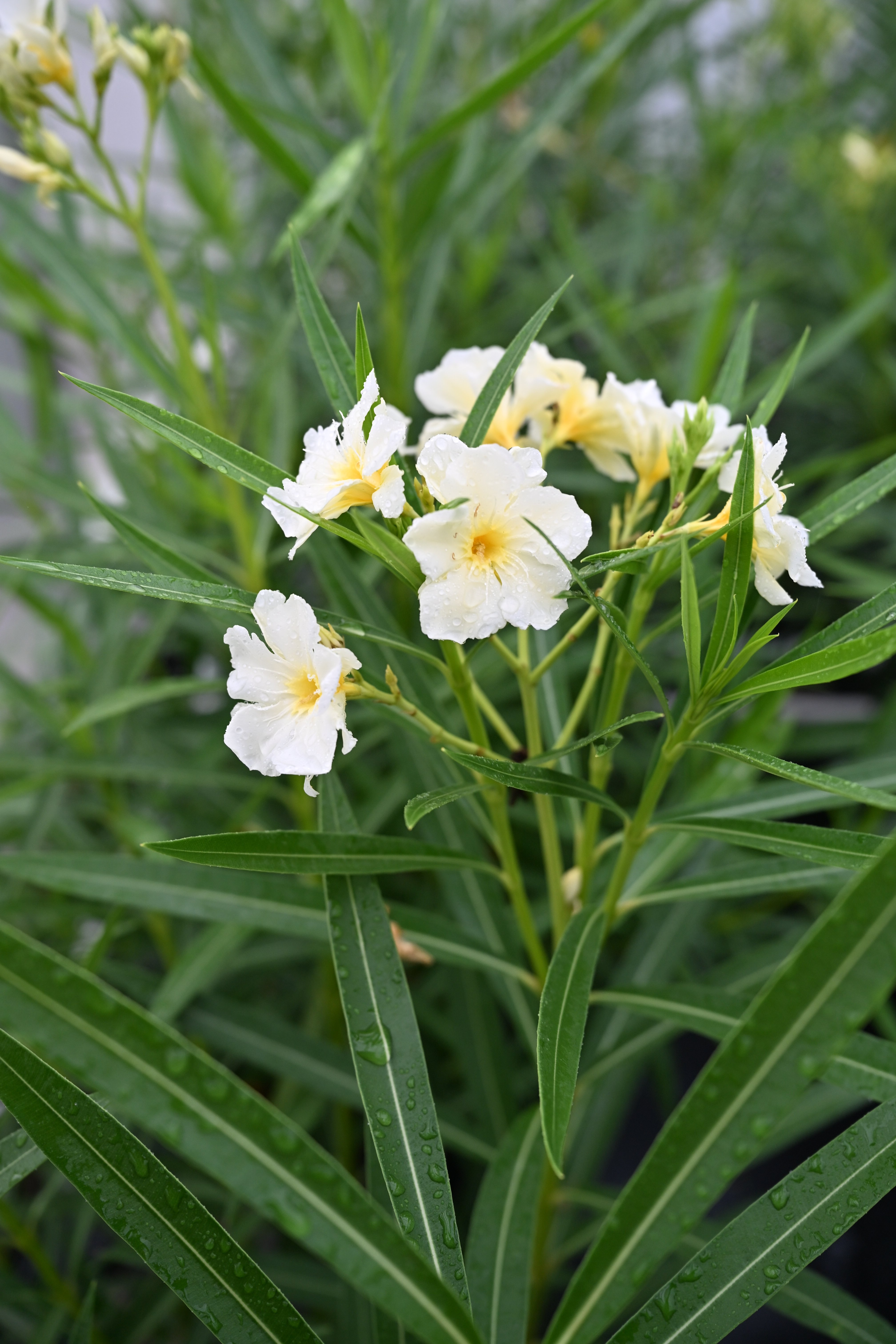 Orange Zest Cestrum | Order Online | Treeland Nursery
