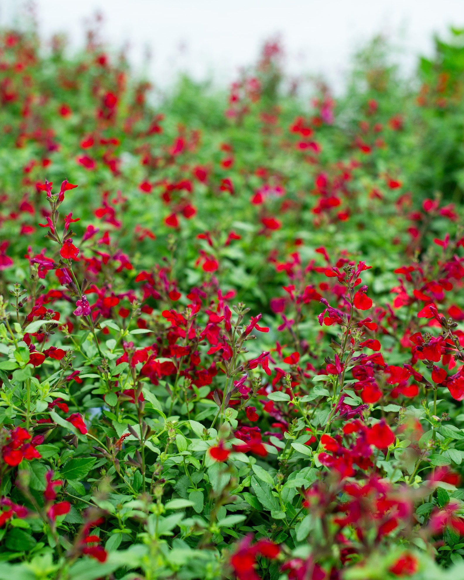 Mirage Cherry Red Salvia Greggii | Order Online | Treeland Nursery