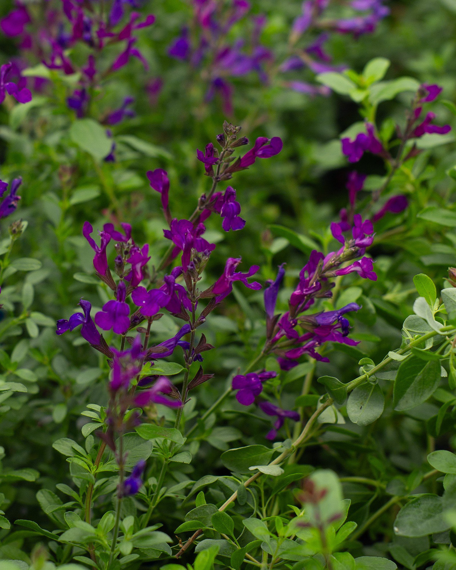 Violet Profusion Salvia | Order Online | Treeland Nursery