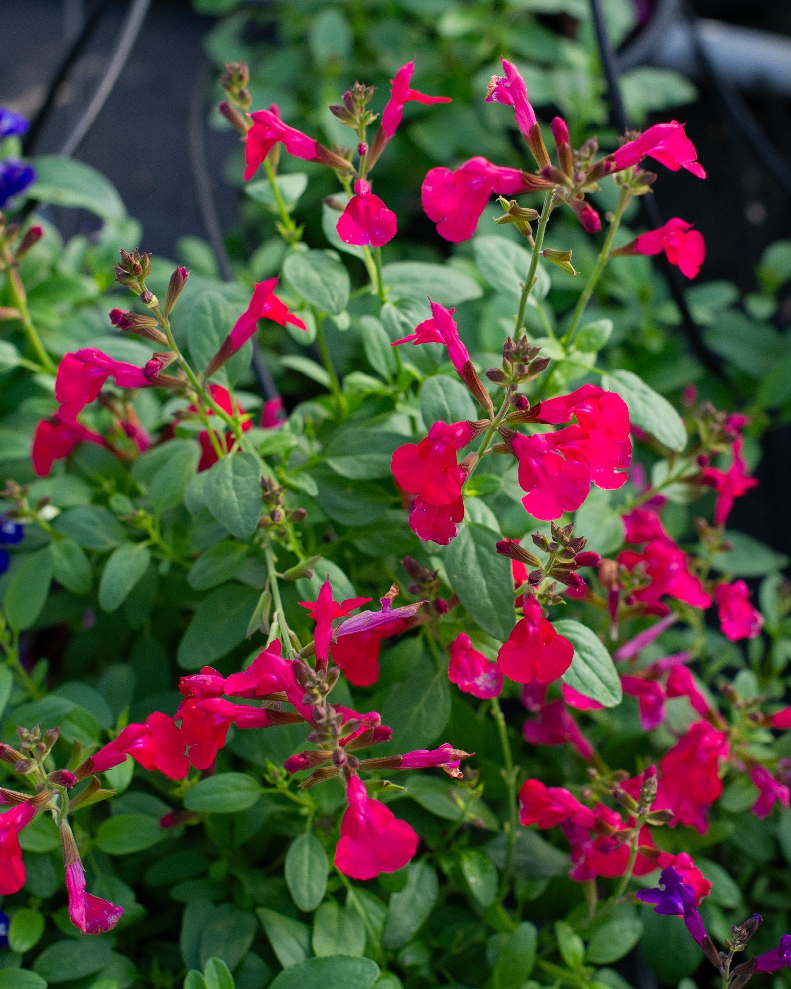 Mirage Hot Pink Salvia Greggii | Treeland Nursery