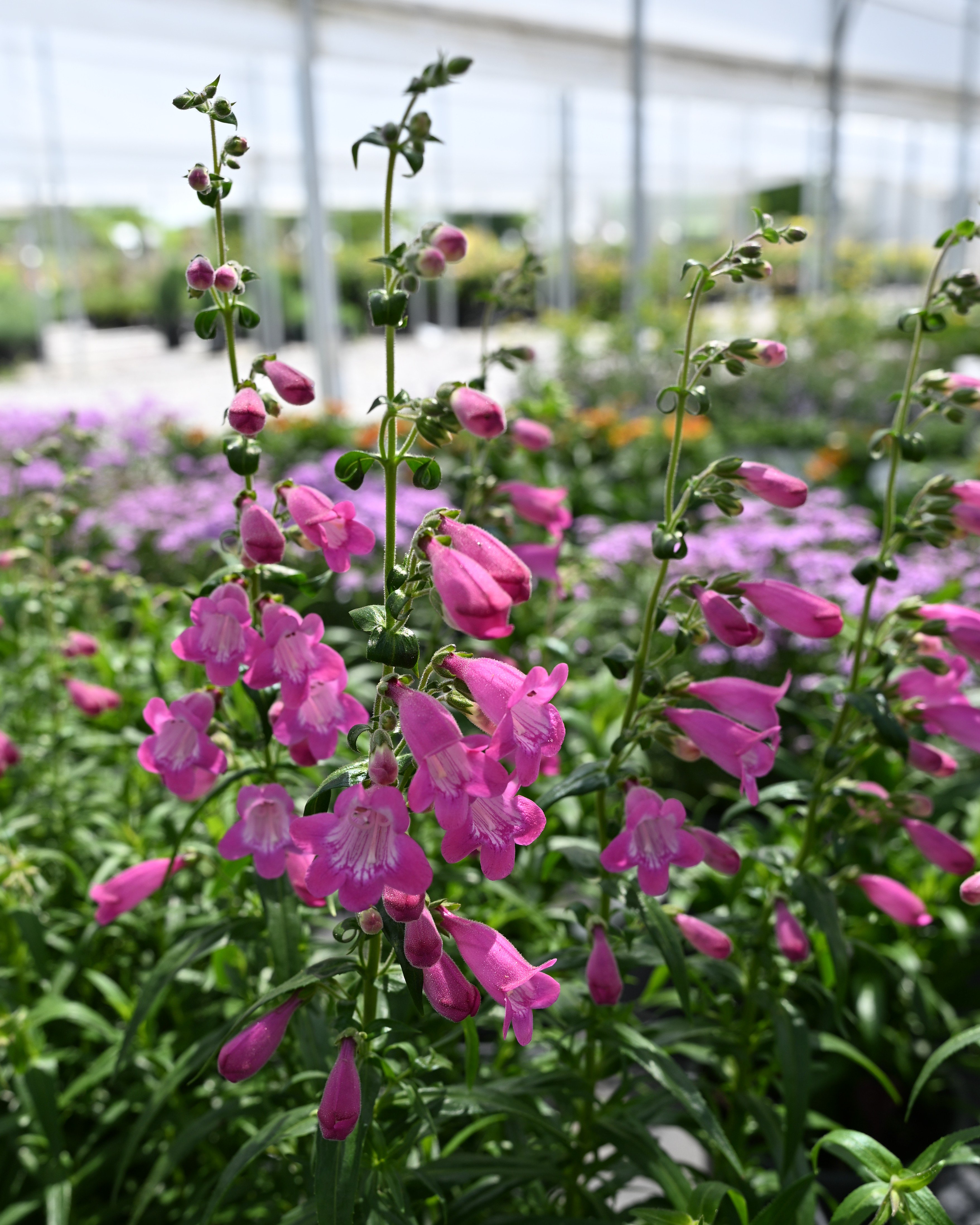 Mountain Treats Fuchsia Penstemon | Order Online | Treeland Nursery