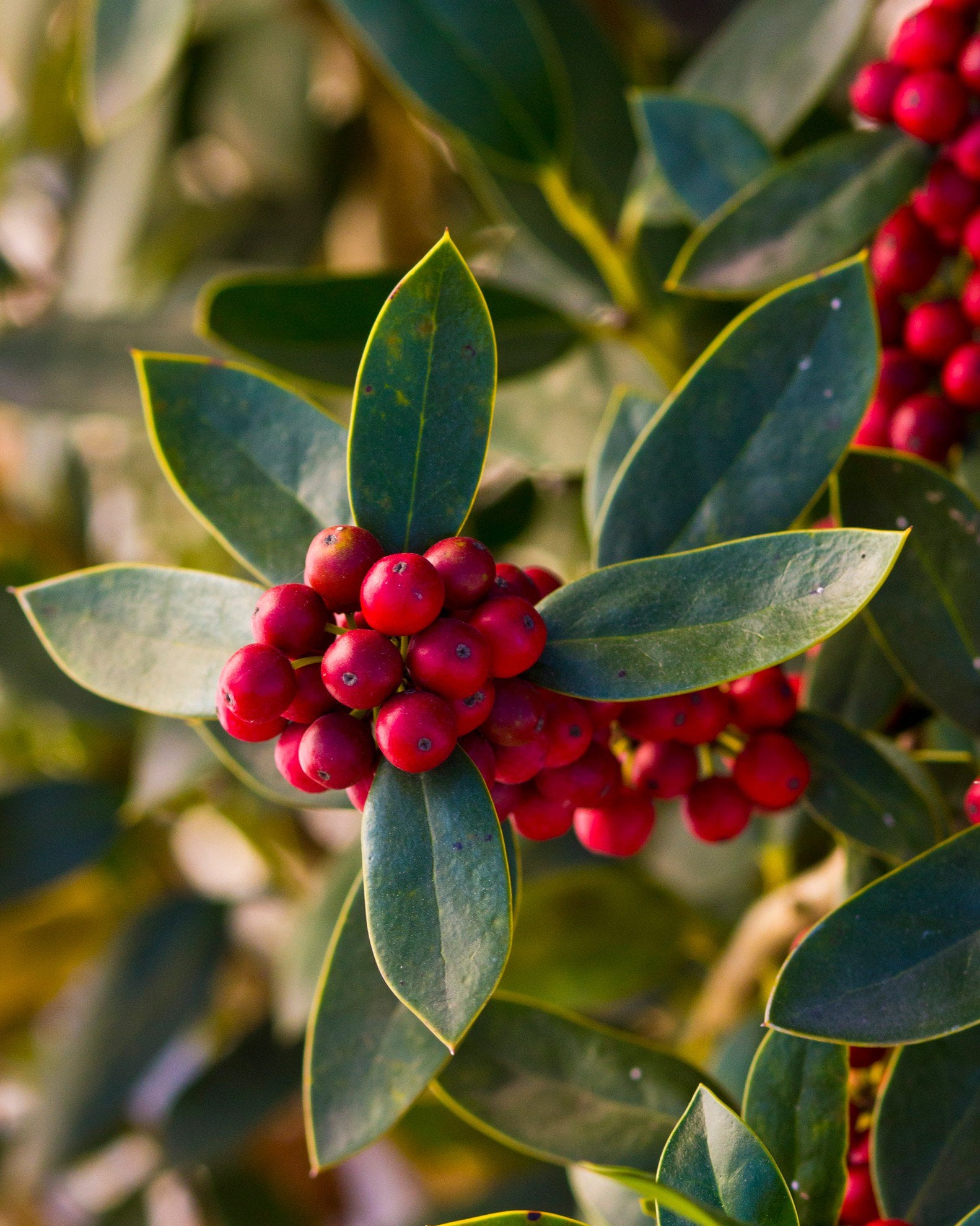 Needlepoint Holly | Order Online | Treeland Nursery
