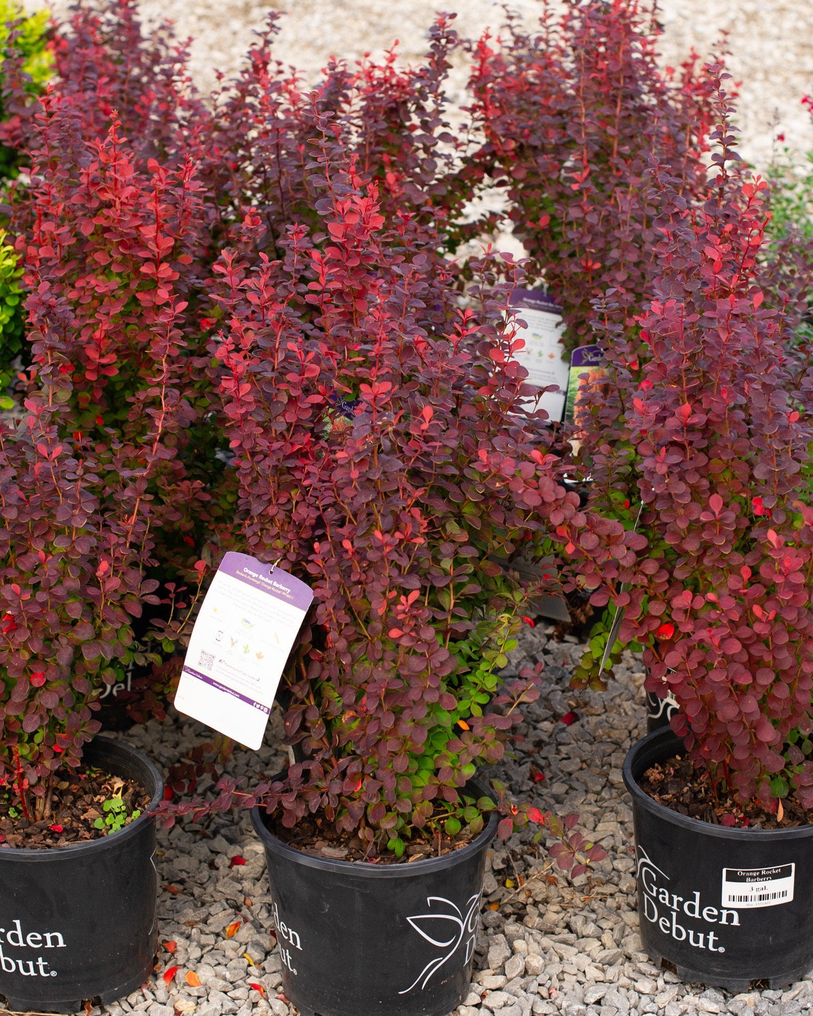 Bush de brunt ブラント morningout オリーブ Orange Rocket Barberry | Order Online | Treeland Nursery