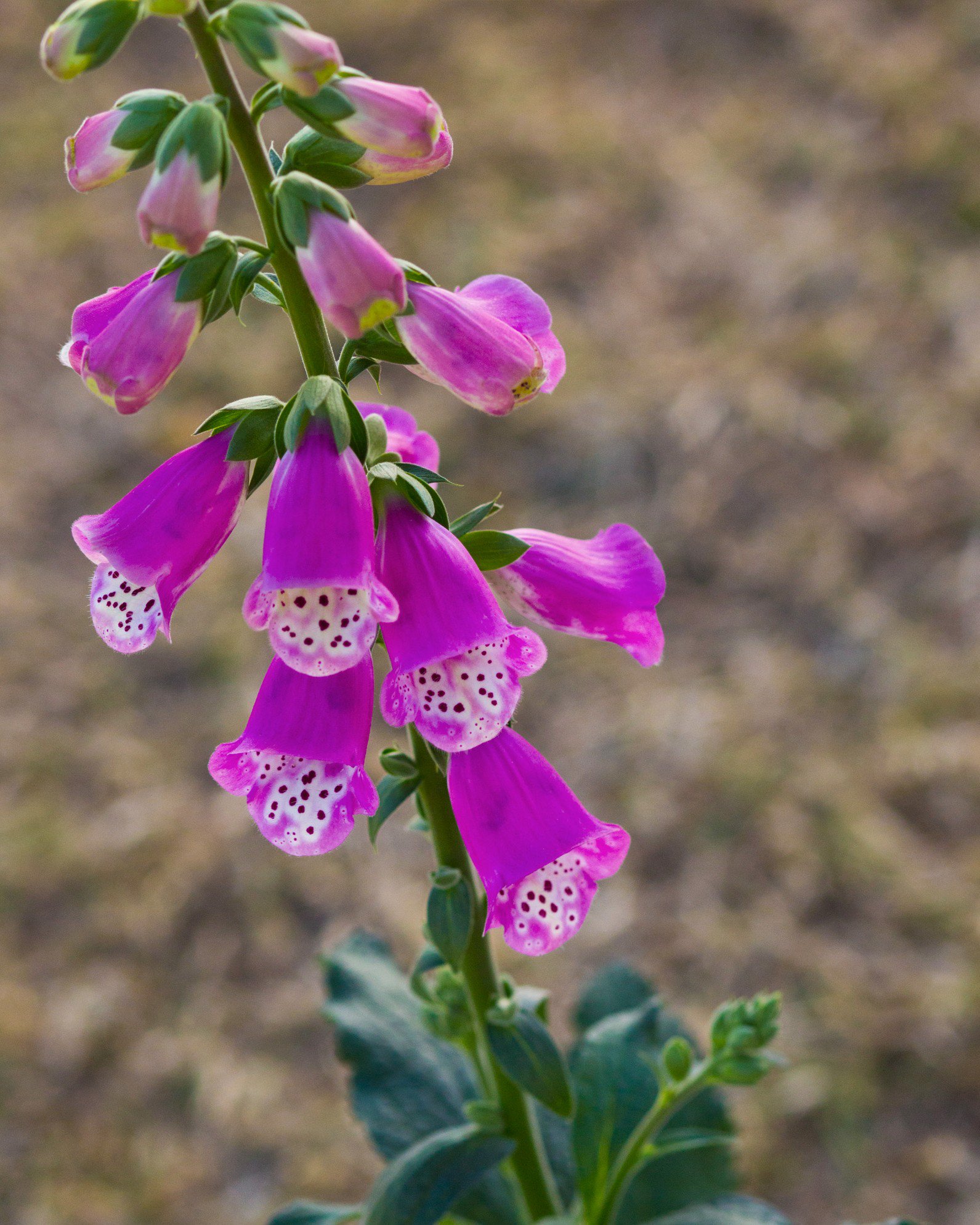 Pink Panther Foxglove | Order Online | Treeland Nursery