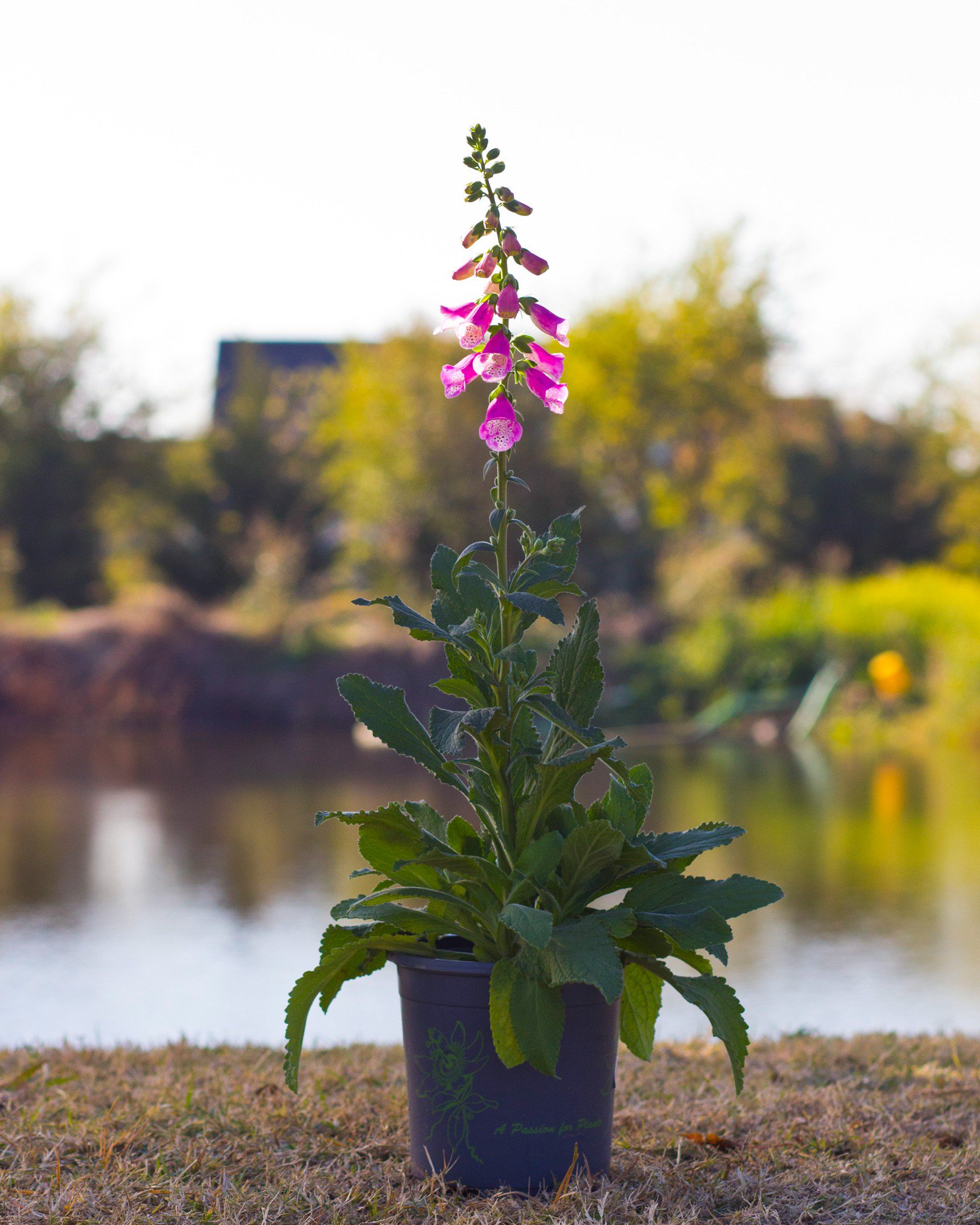 F18 ラブラドライトフラワーカービング Pink Panther Foxglove | Order Online | Treeland Nursery