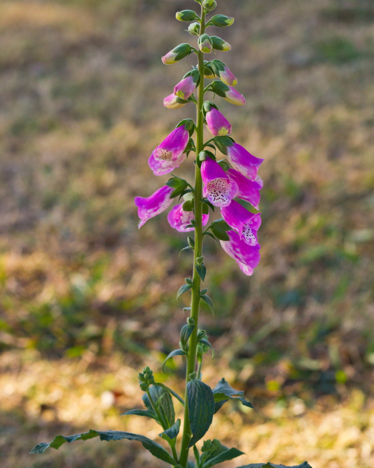 Pink Panther Foxglove | Order Online | Treeland Nursery