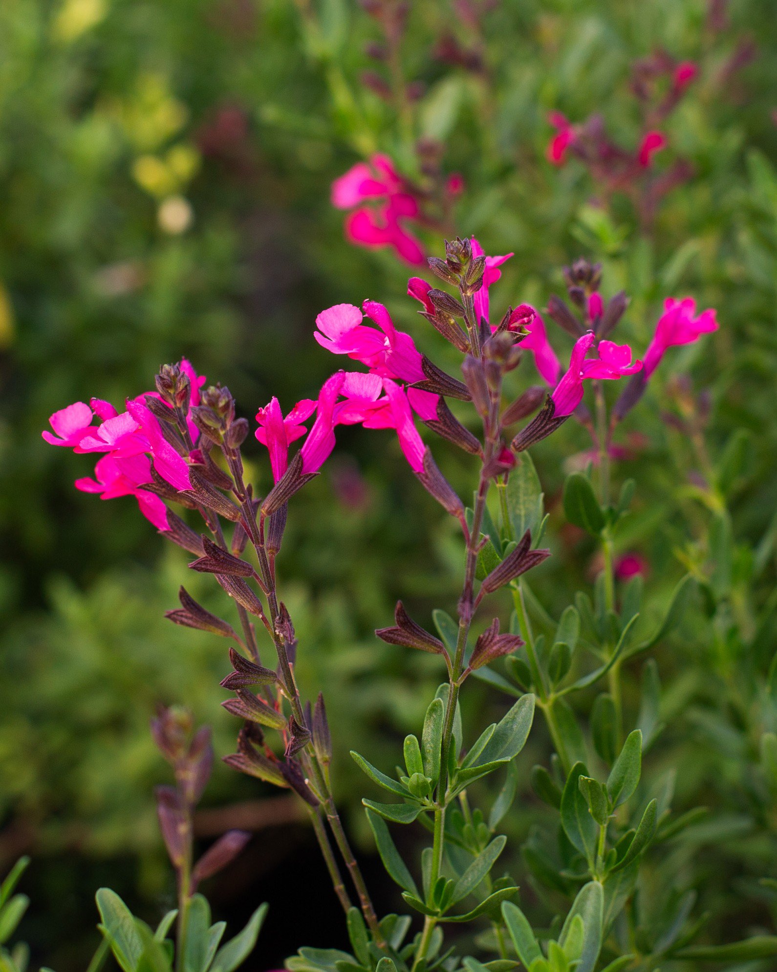 Homestead Hot Pink Verbena | Order Online | Treeland Nursery