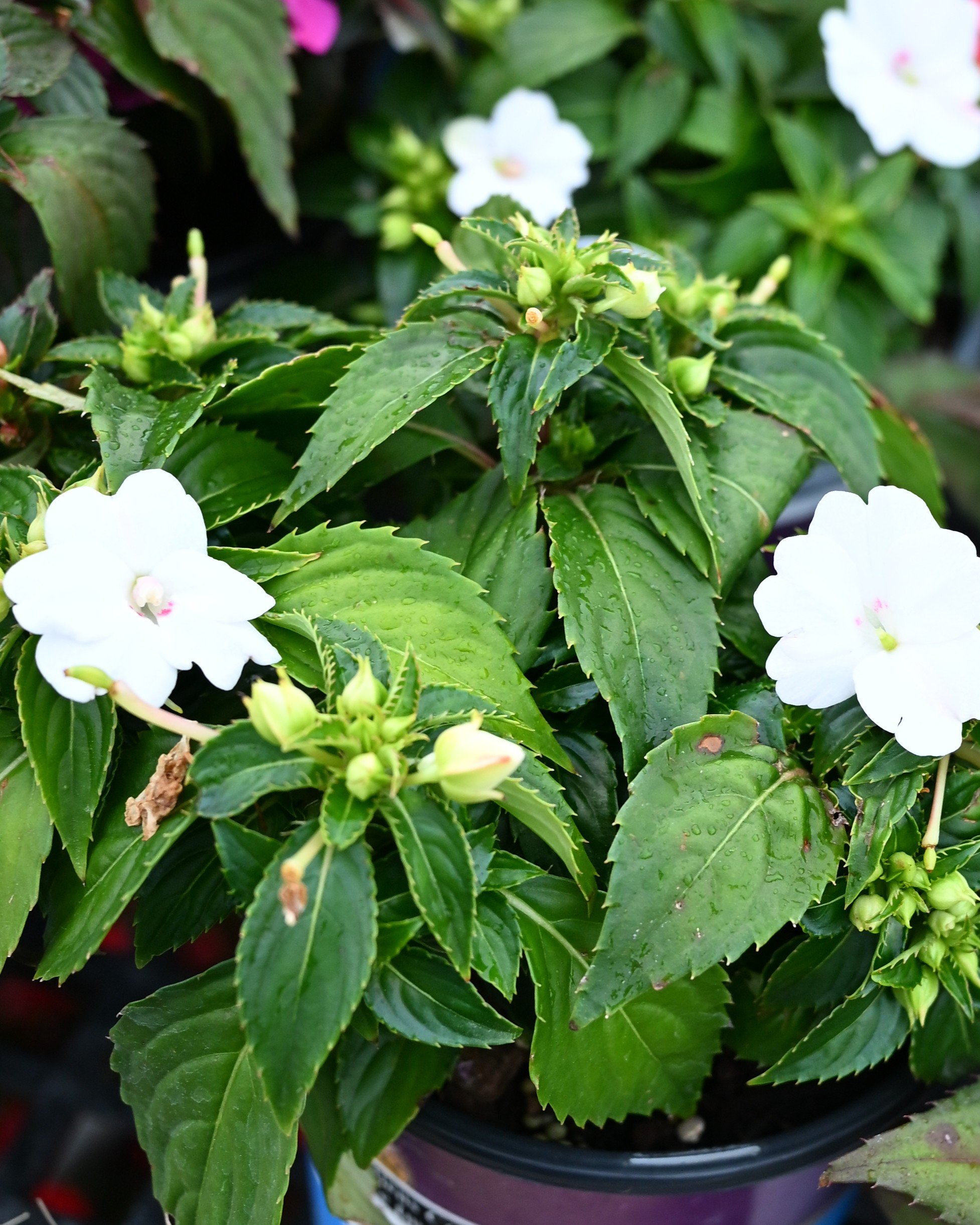 Sunpatiens Compact White Impatiens | Order Online | Treeland Nursery