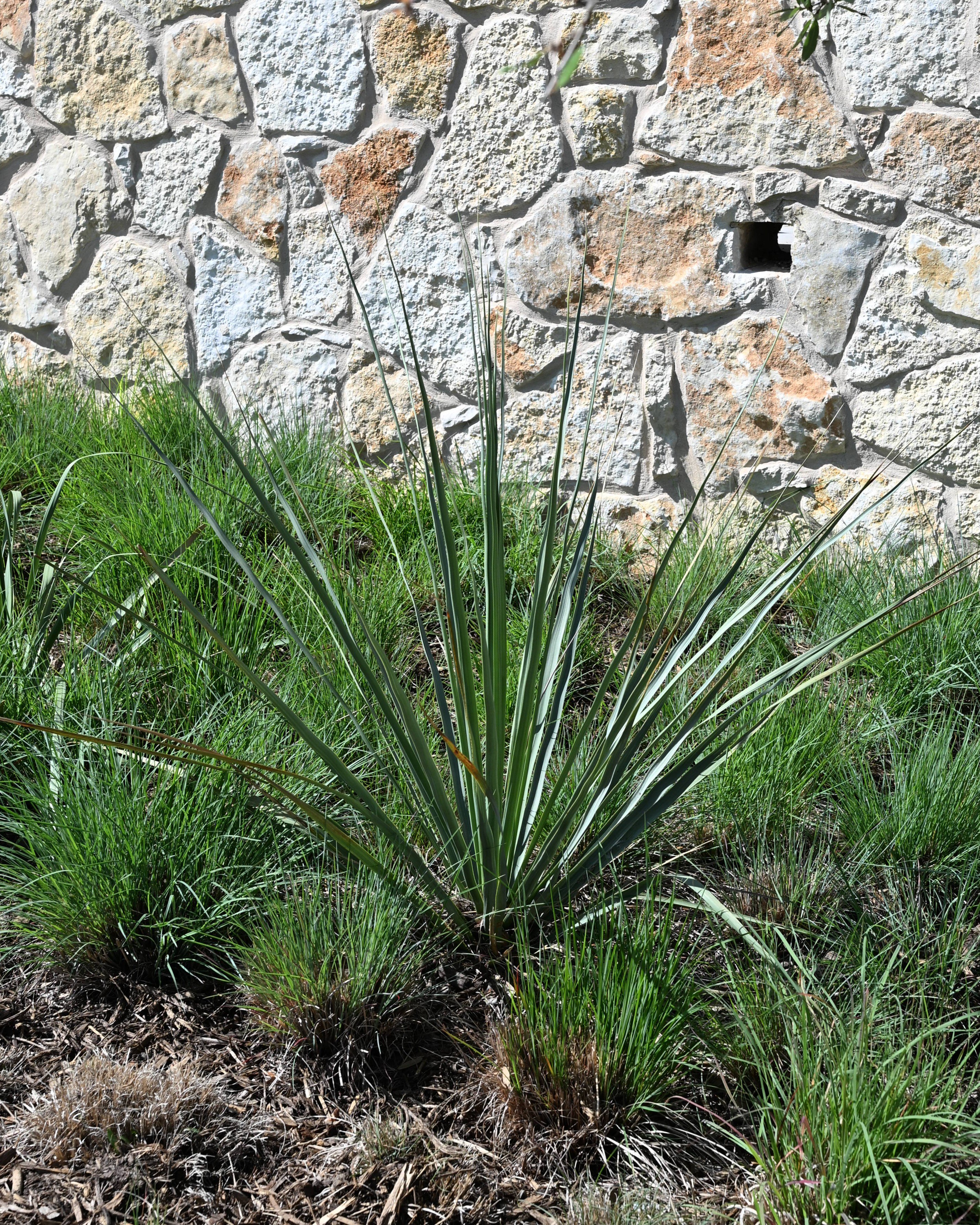 Giant Hesperaloe Yucca | Order Online | Treeland Nursery