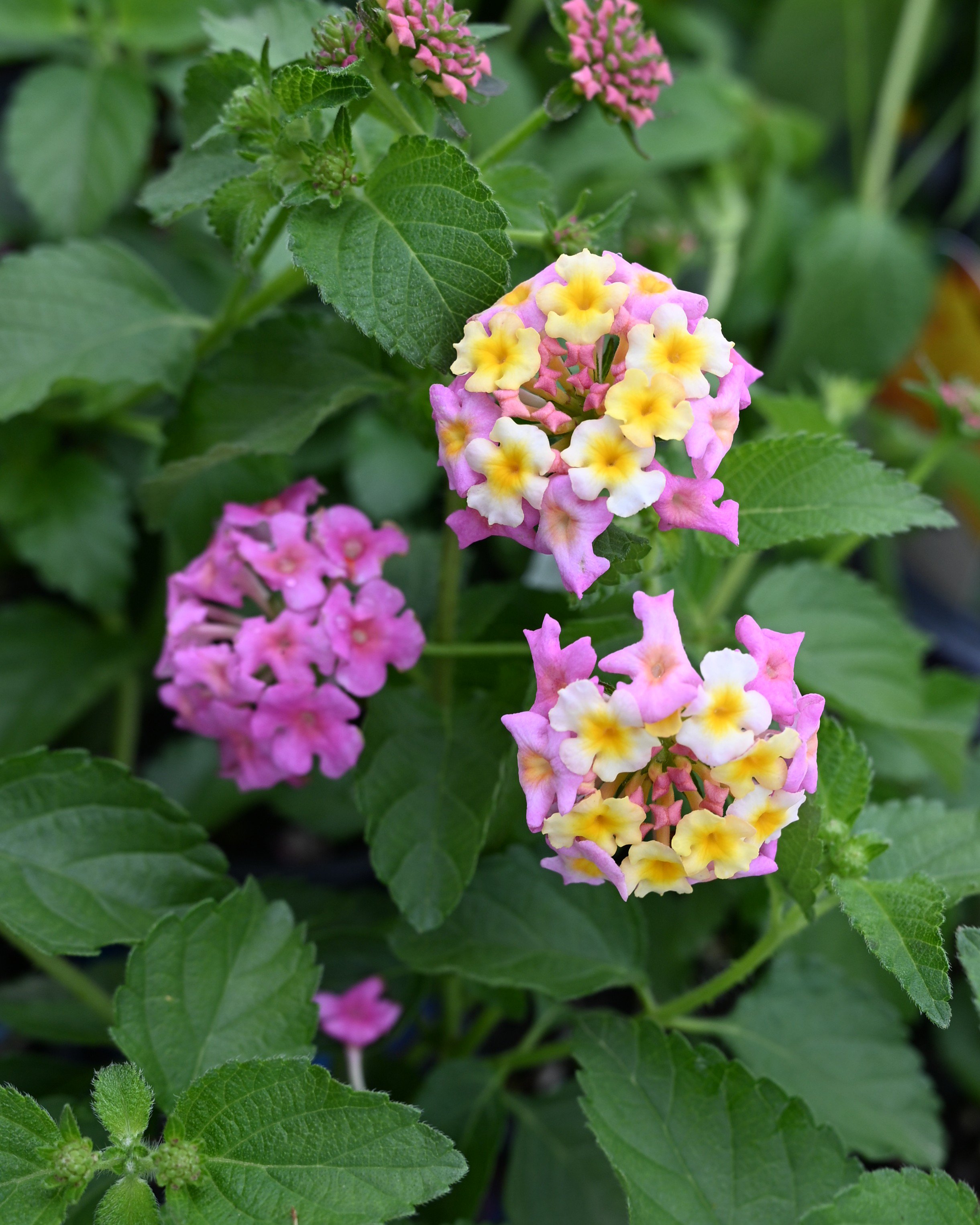Chapell Hill Pink Huff Lantana | Order Online | Treeland Nursery