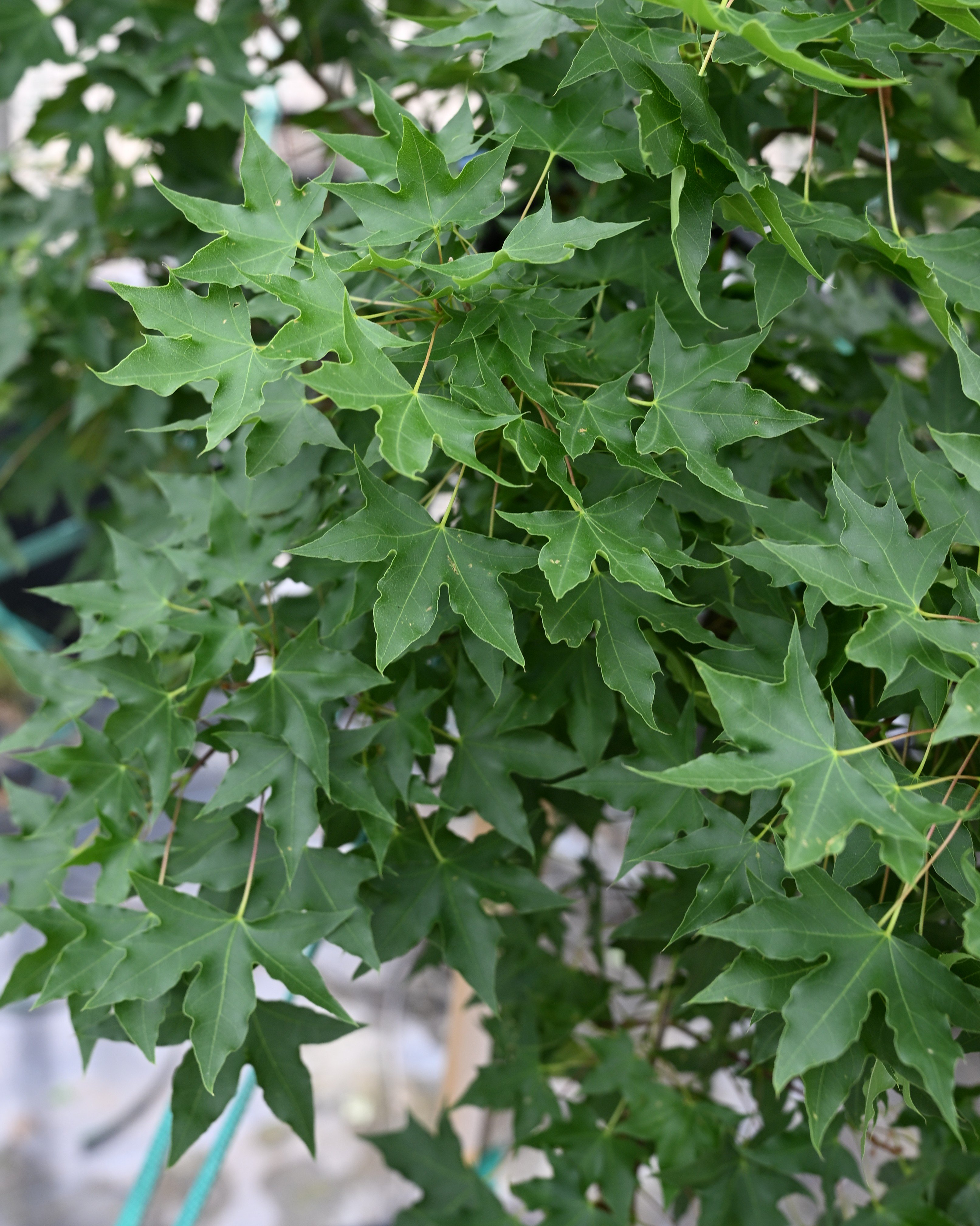 Fire Dragon Shantung Maple | Order Online | Treeland Nursery