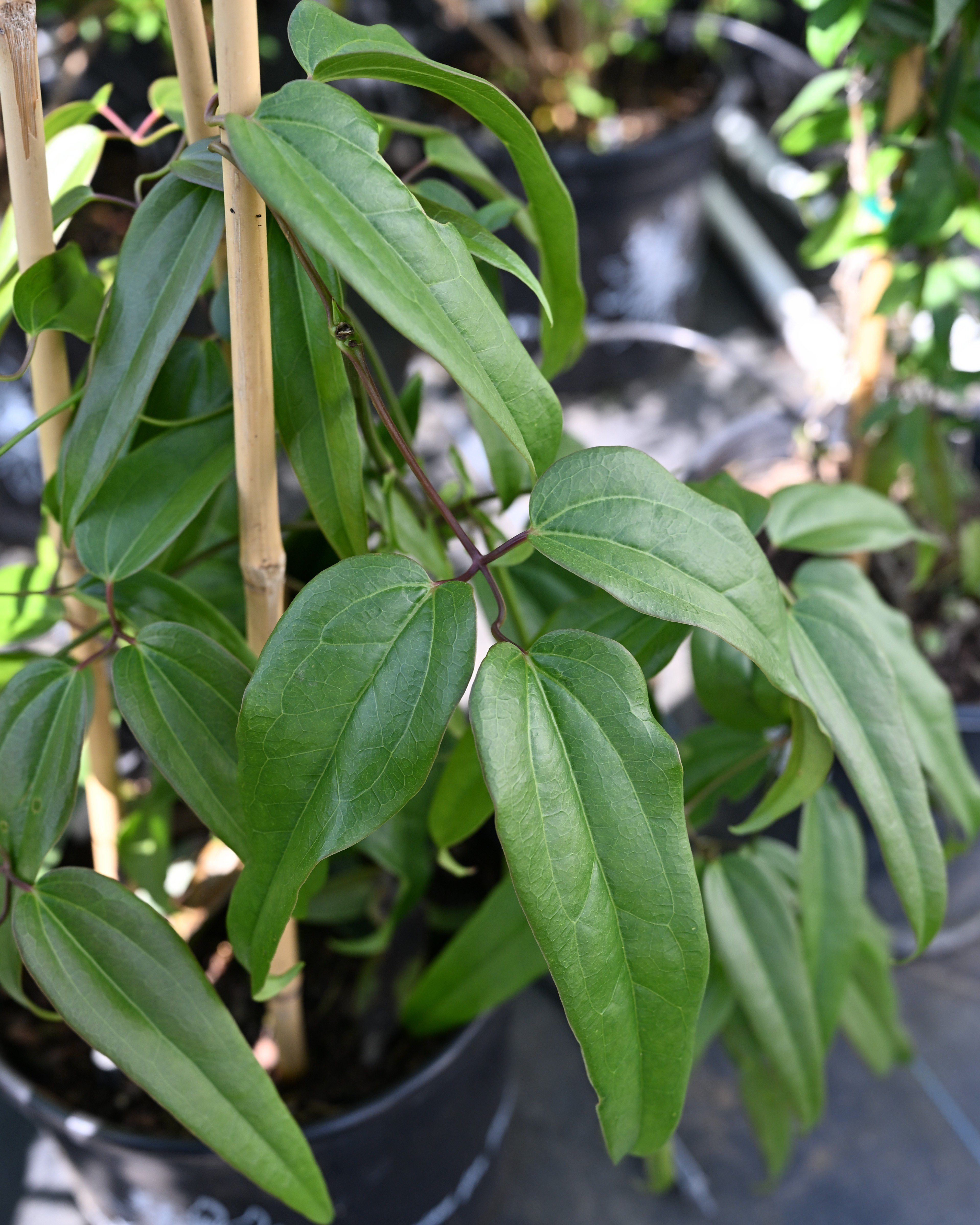 Snow Drift Clematis | Order Online | Treeland Nursery