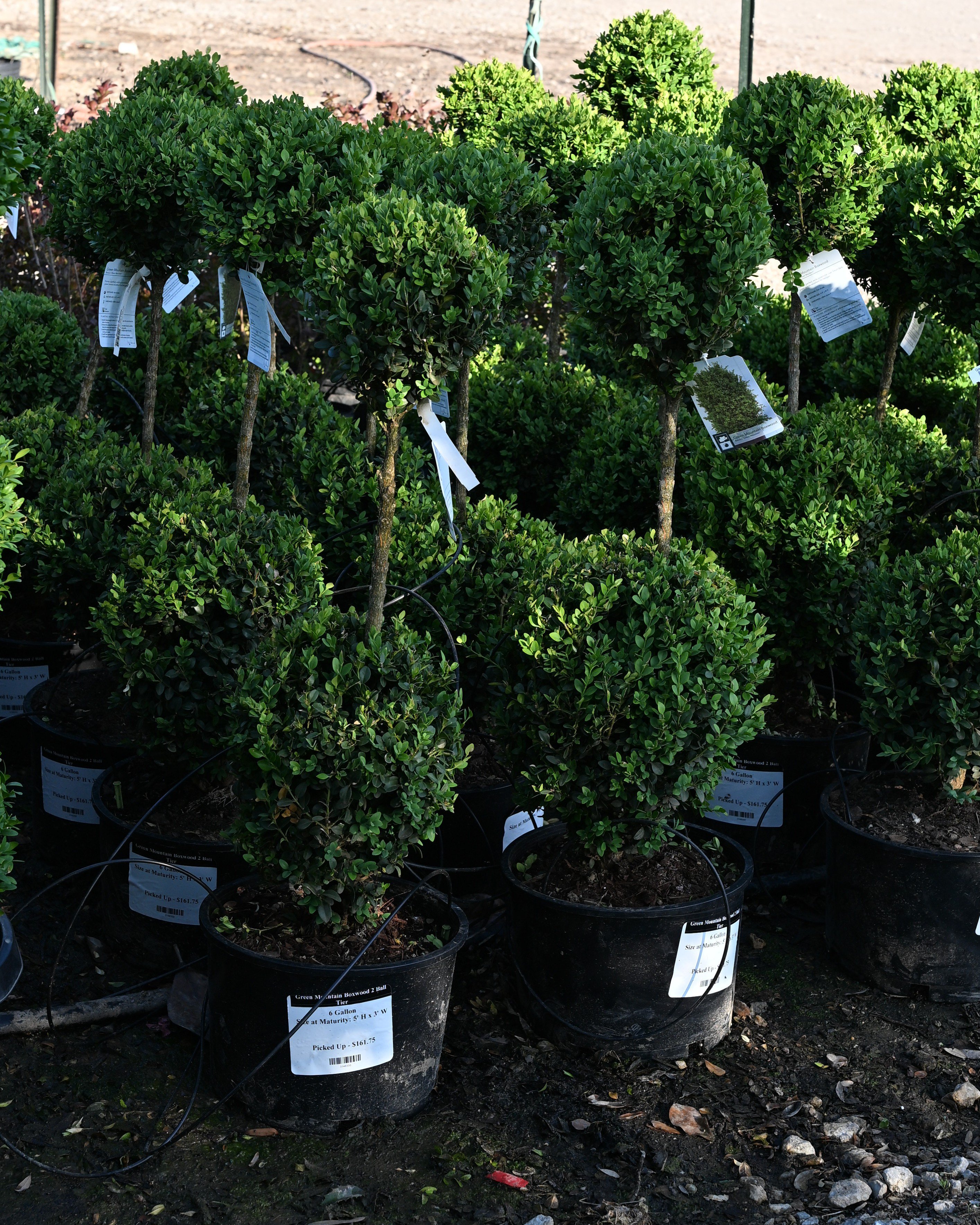 Green Mountain Boxwood 2 Ball Tier | Order Online | Treeland Nursery