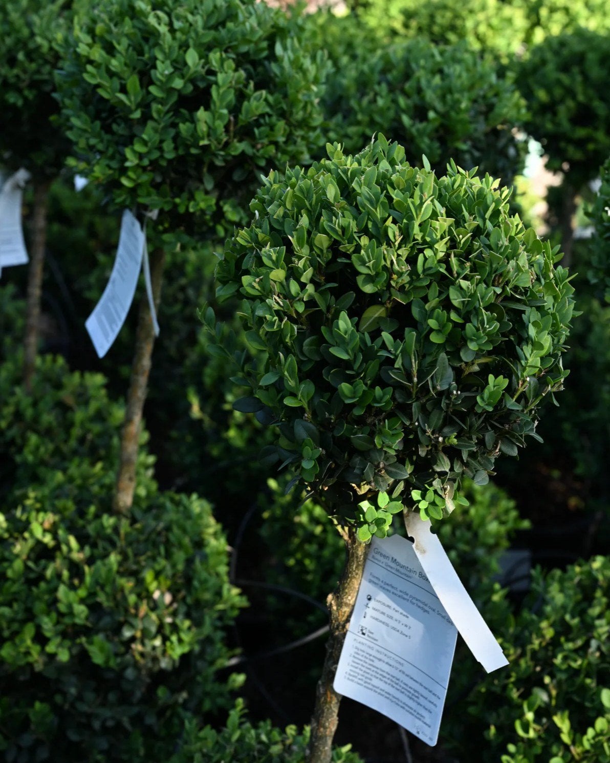 Green Mountain Boxwood 2 Ball Tier | Order Online | Treeland Nursery