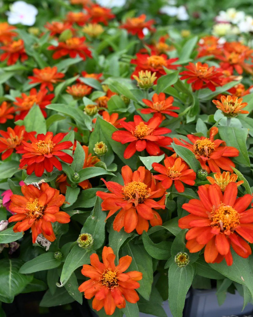 Belize Double Scarlet Zinnia | Order Online | Treeland Nursery
