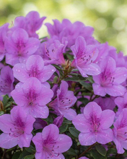Encore Azalea Autumn Lilac | Order Online | Treeland Nursery