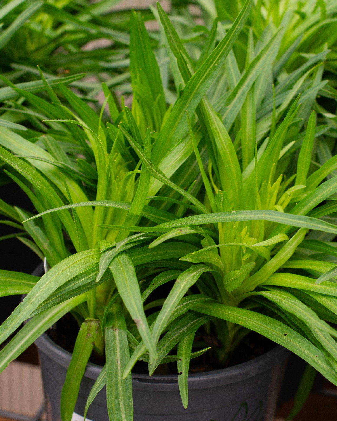Floristan Violet Liatris | Order Online | Treeland Nursery