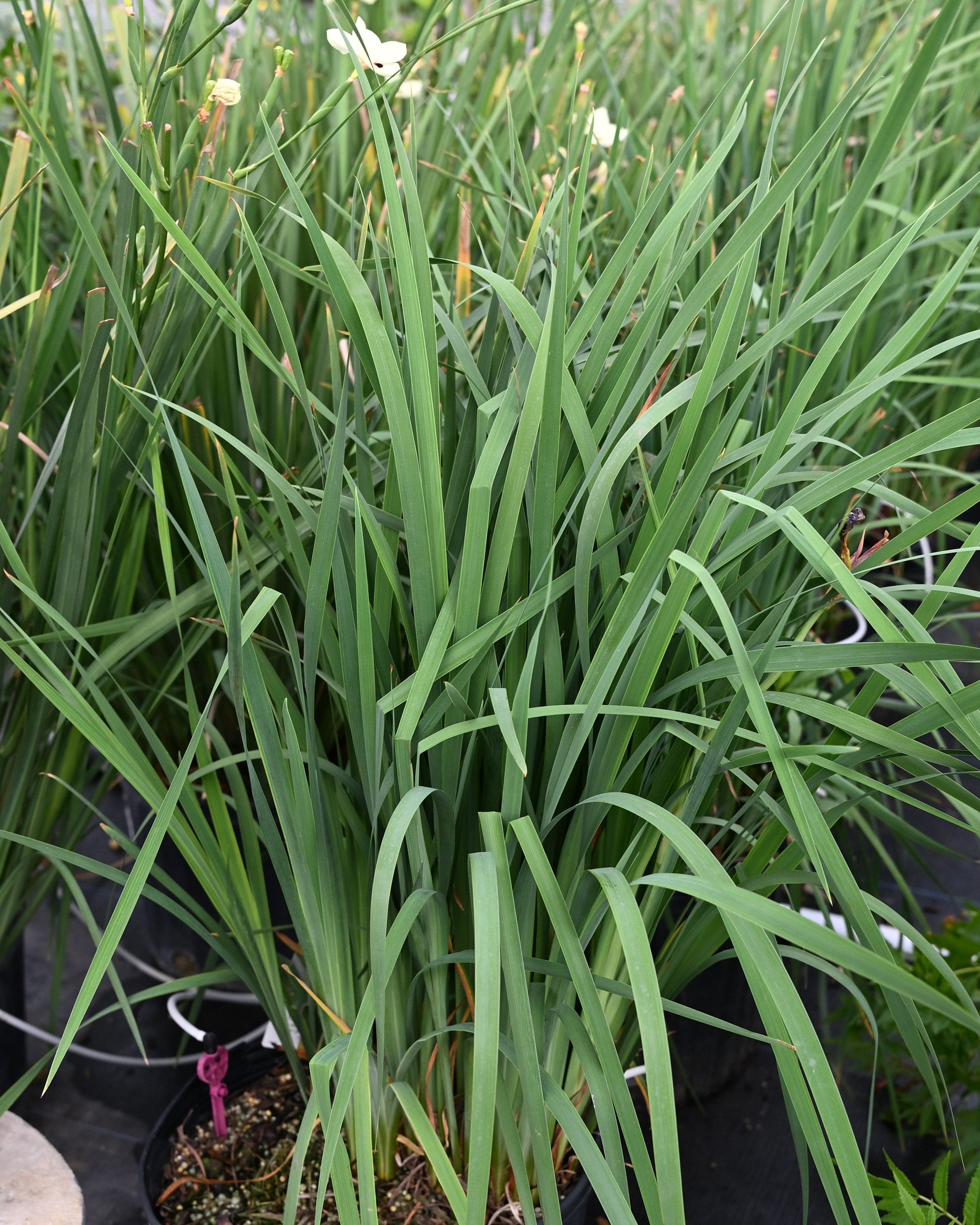 Caesar's Brother Iris | Order Online | Treeland Nursery