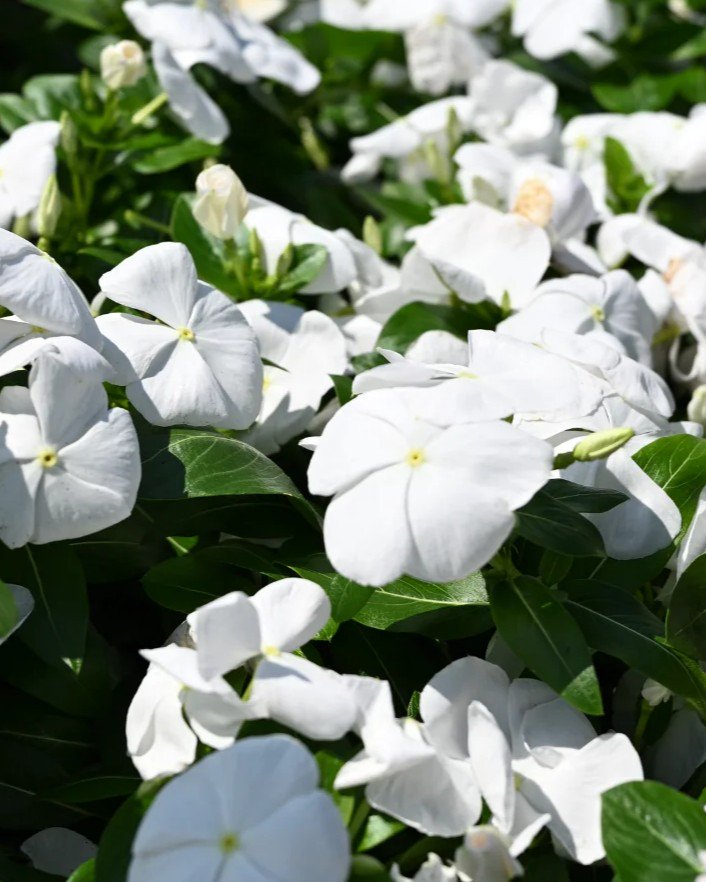 Cora XDR Cascade White Vinca | Order Online | Treeland Nursery