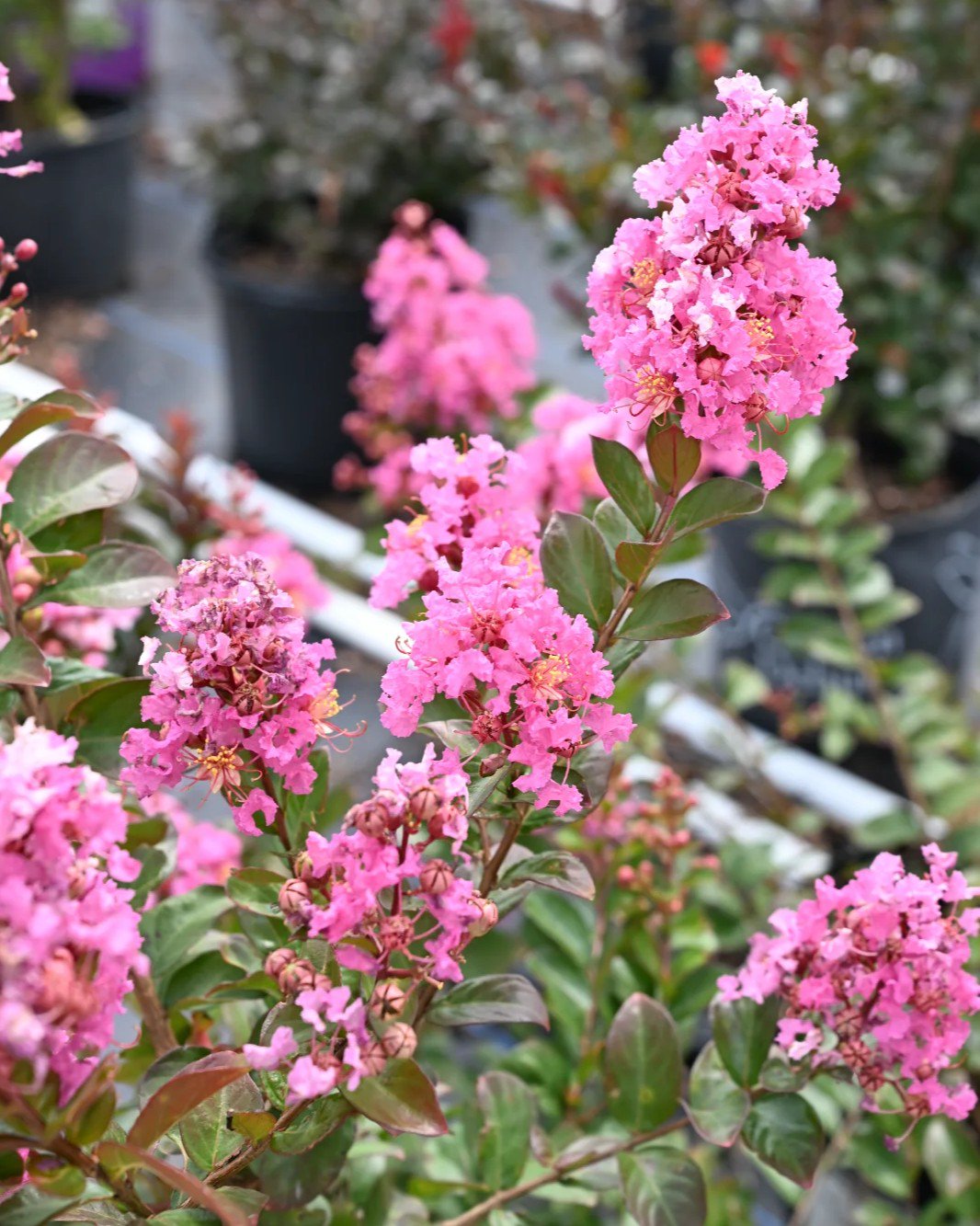 Peppermint Mocha Crape Myrtle | Order Online | Treeland Nursery