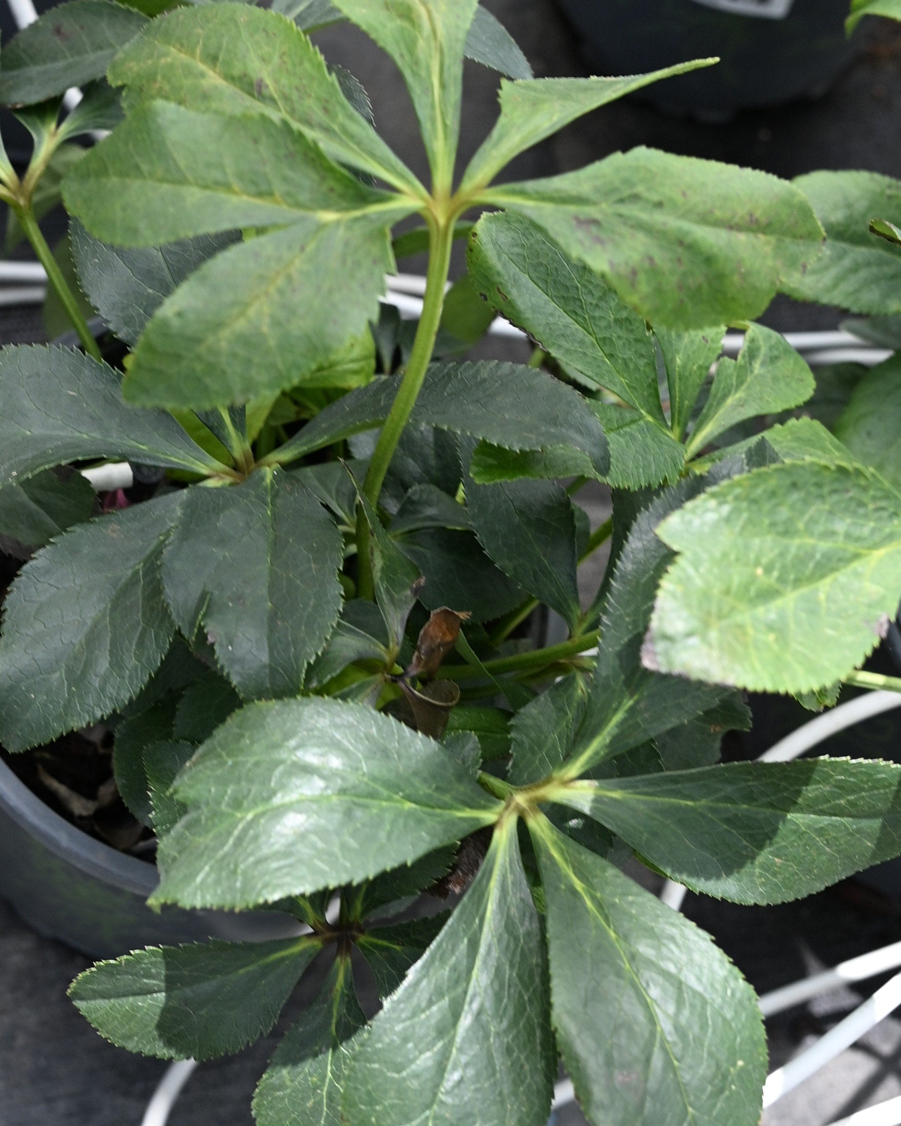 Frostkiss Penny's Pink Helleborus | Order Online | Treeland Nursery