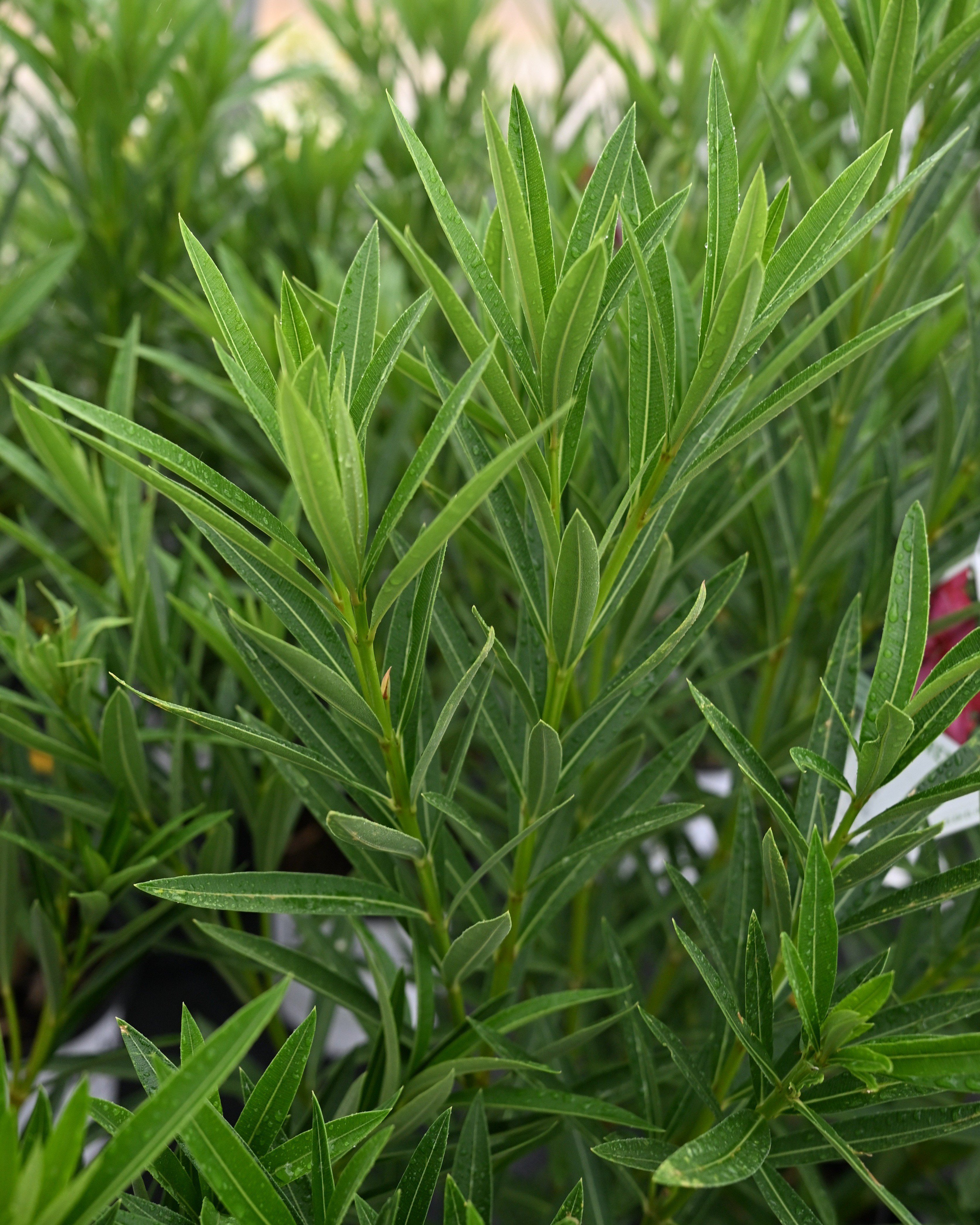 Orange Zest Cestrum | Order Online | Treeland Nursery