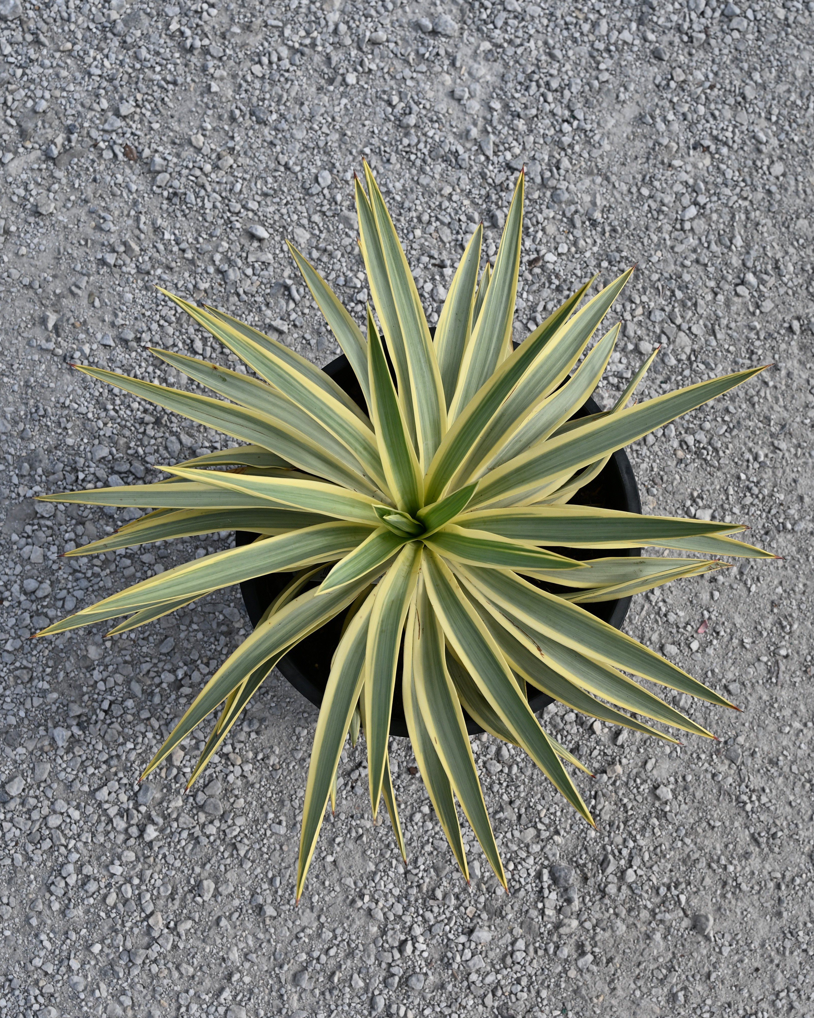 Giant Hesperaloe Yucca | Order Online | Treeland Nursery