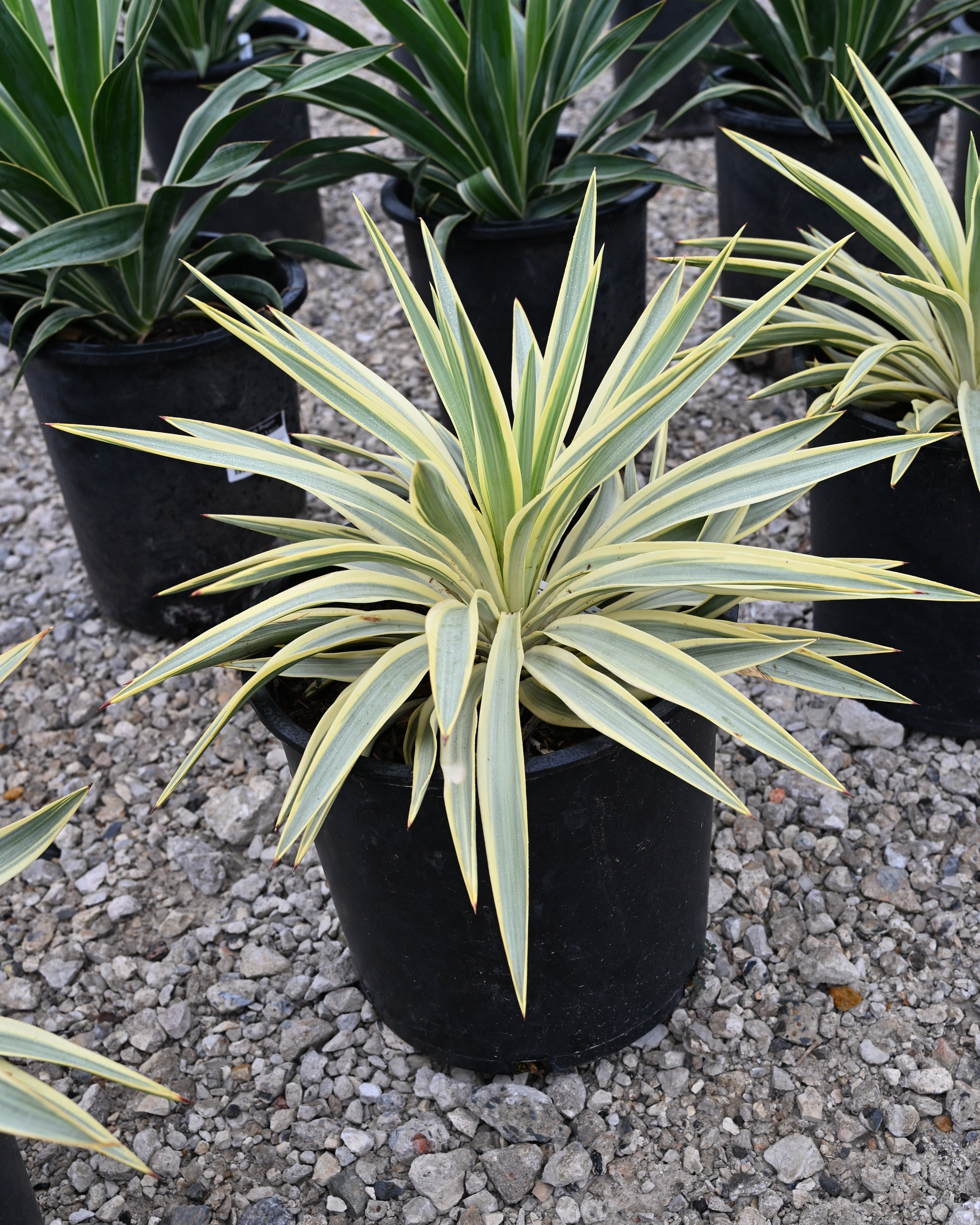 Giant Hesperaloe Yucca | Order Online | Treeland Nursery