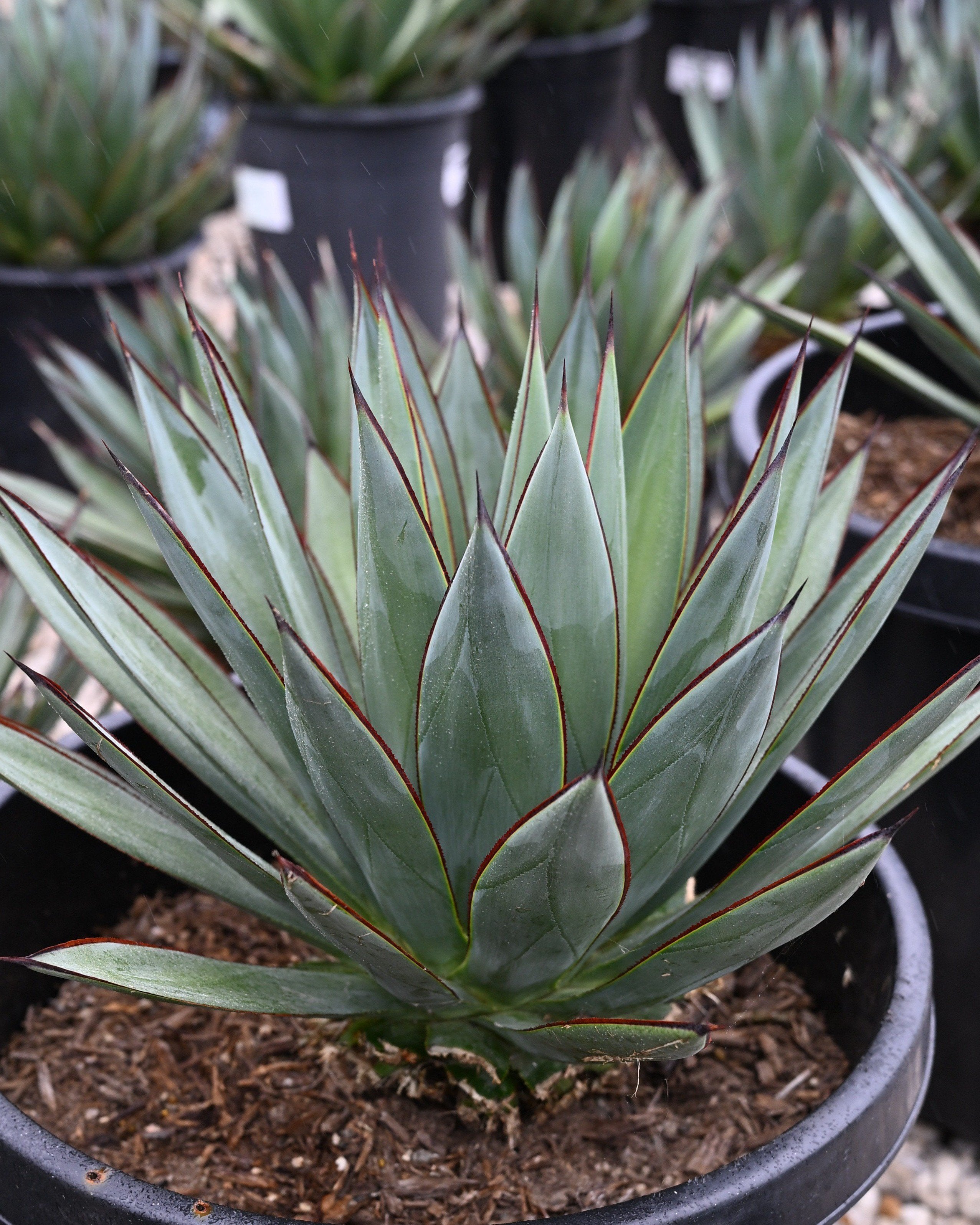 Green Goblet Agave | Order Online | Treeland Nursery