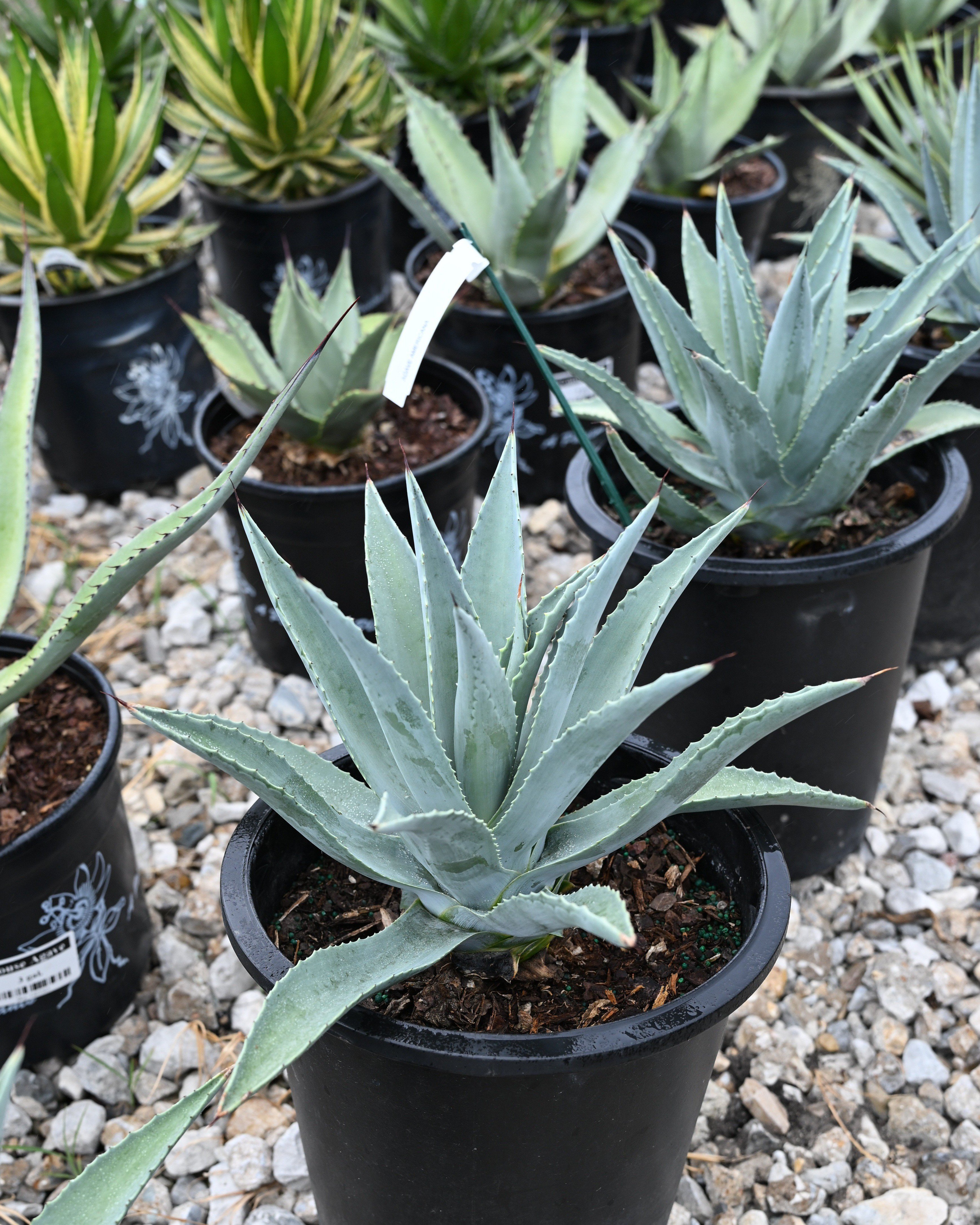 Sharkskin Agave | Order Online | Treeland Nursery