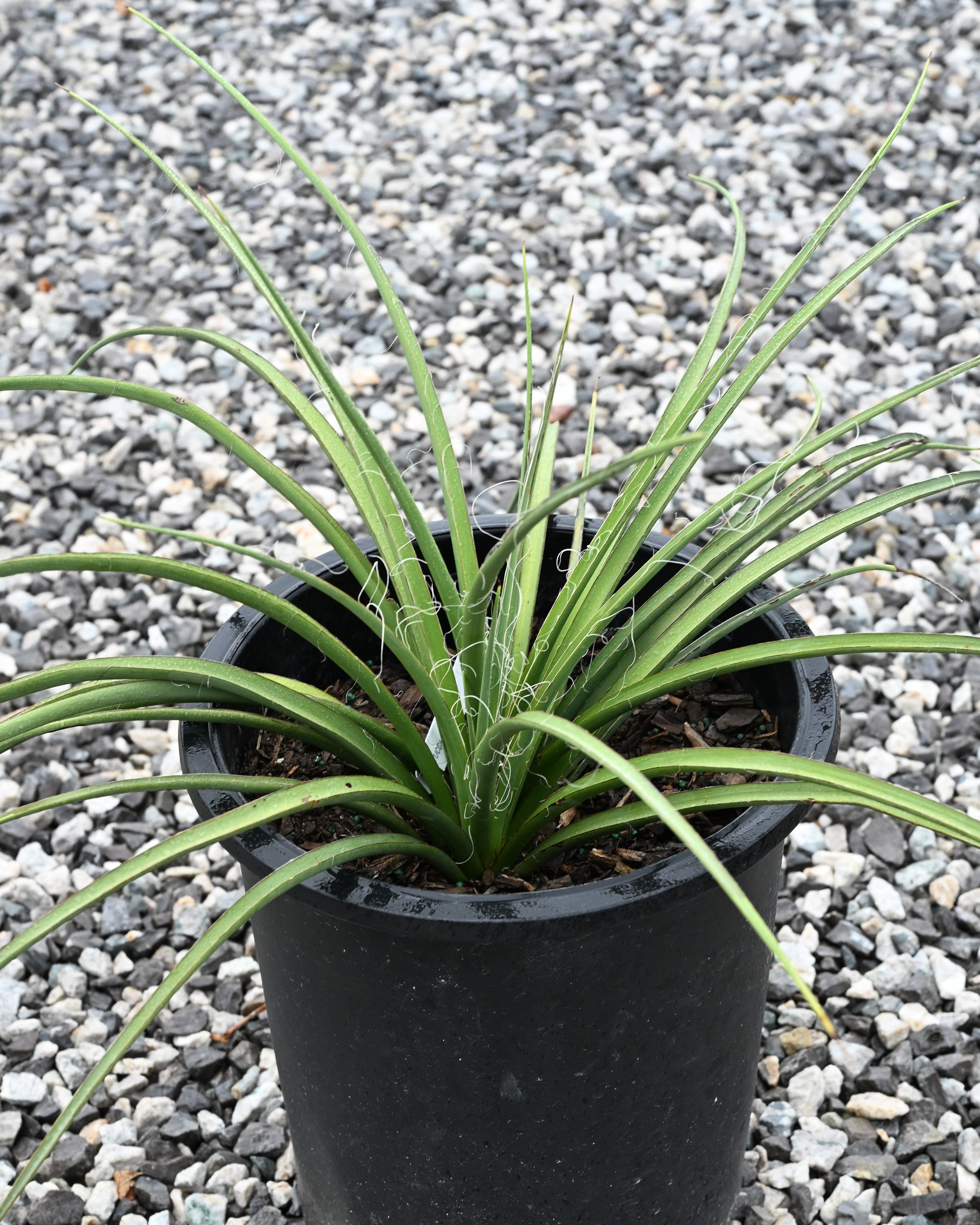 Bright Star Yucca | Order Online | Treeland Nursery