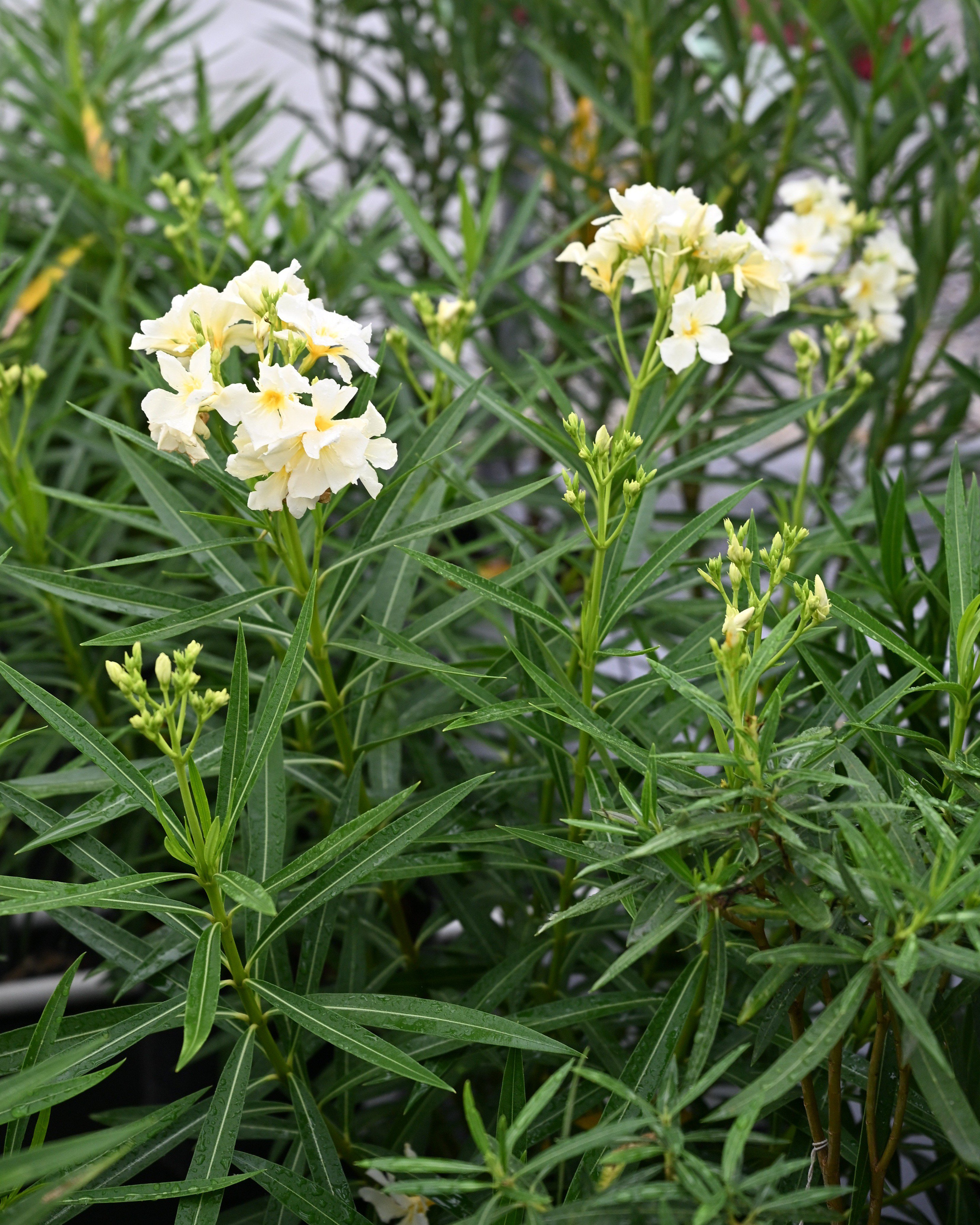 Orange Zest Cestrum | Order Online | Treeland Nursery