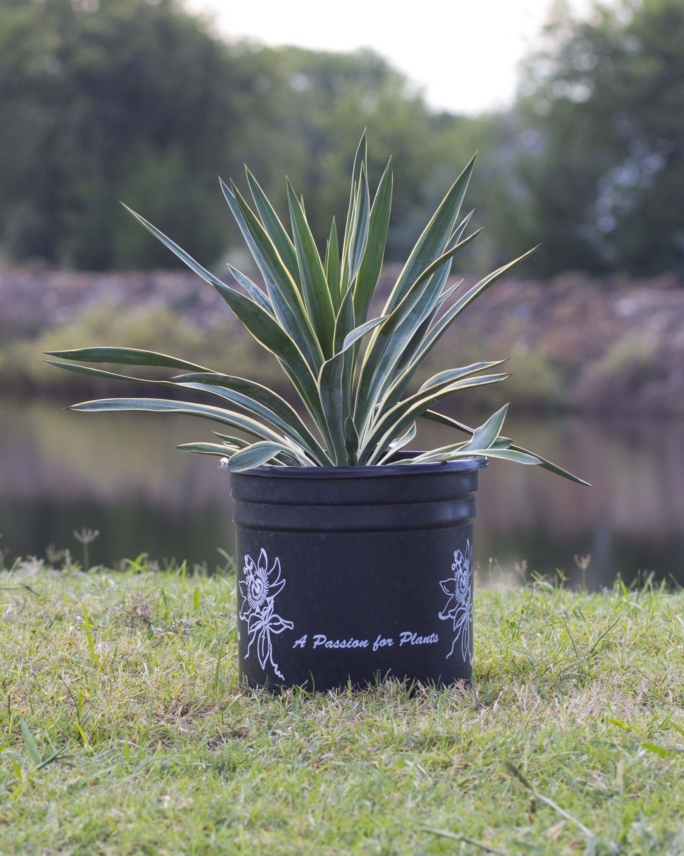 Spanish Dagger Variegated Yucca | Order Online | Treeland Nursery