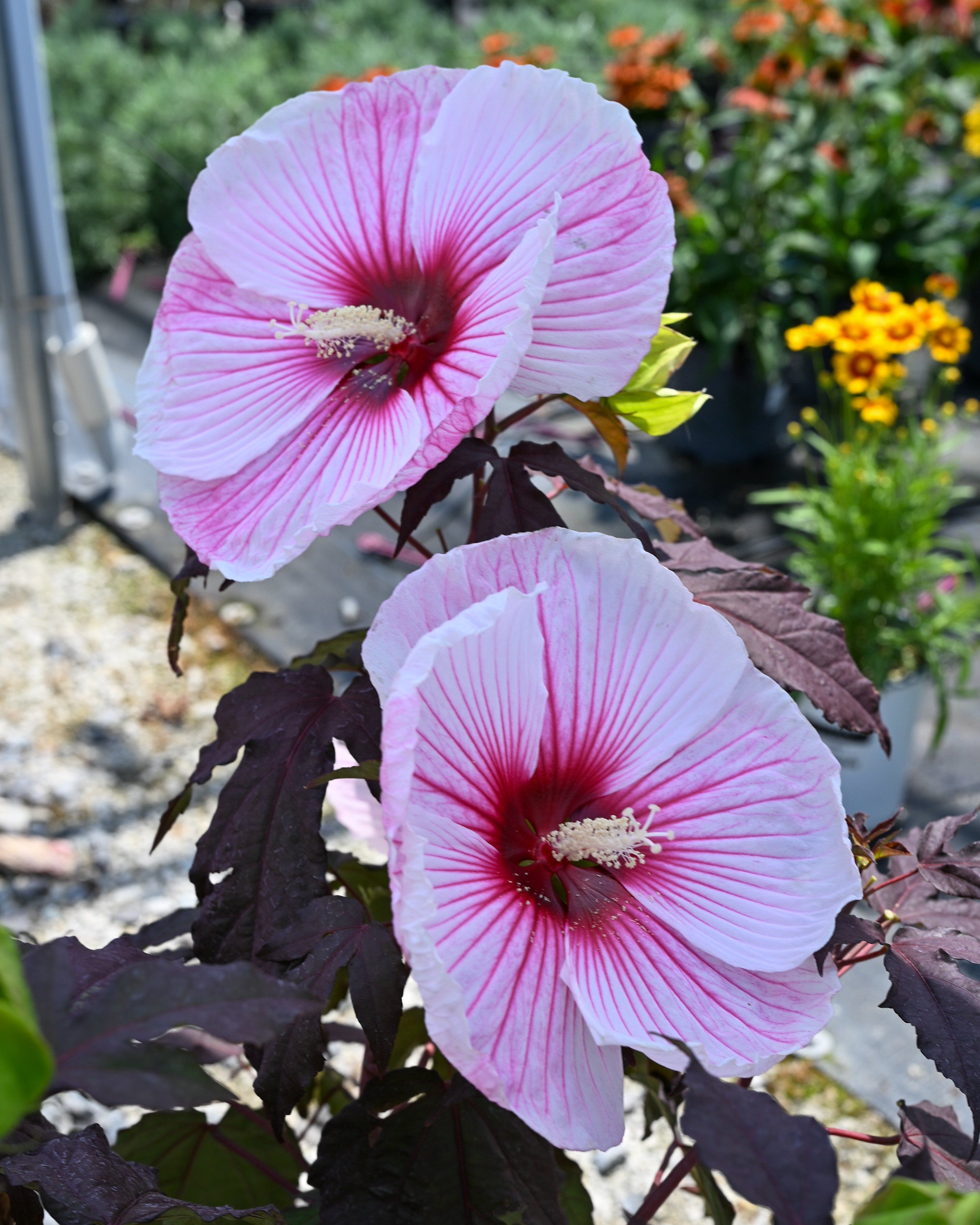 Starry Starry Night Hibiscus | Order Online | Treeland Nursery
