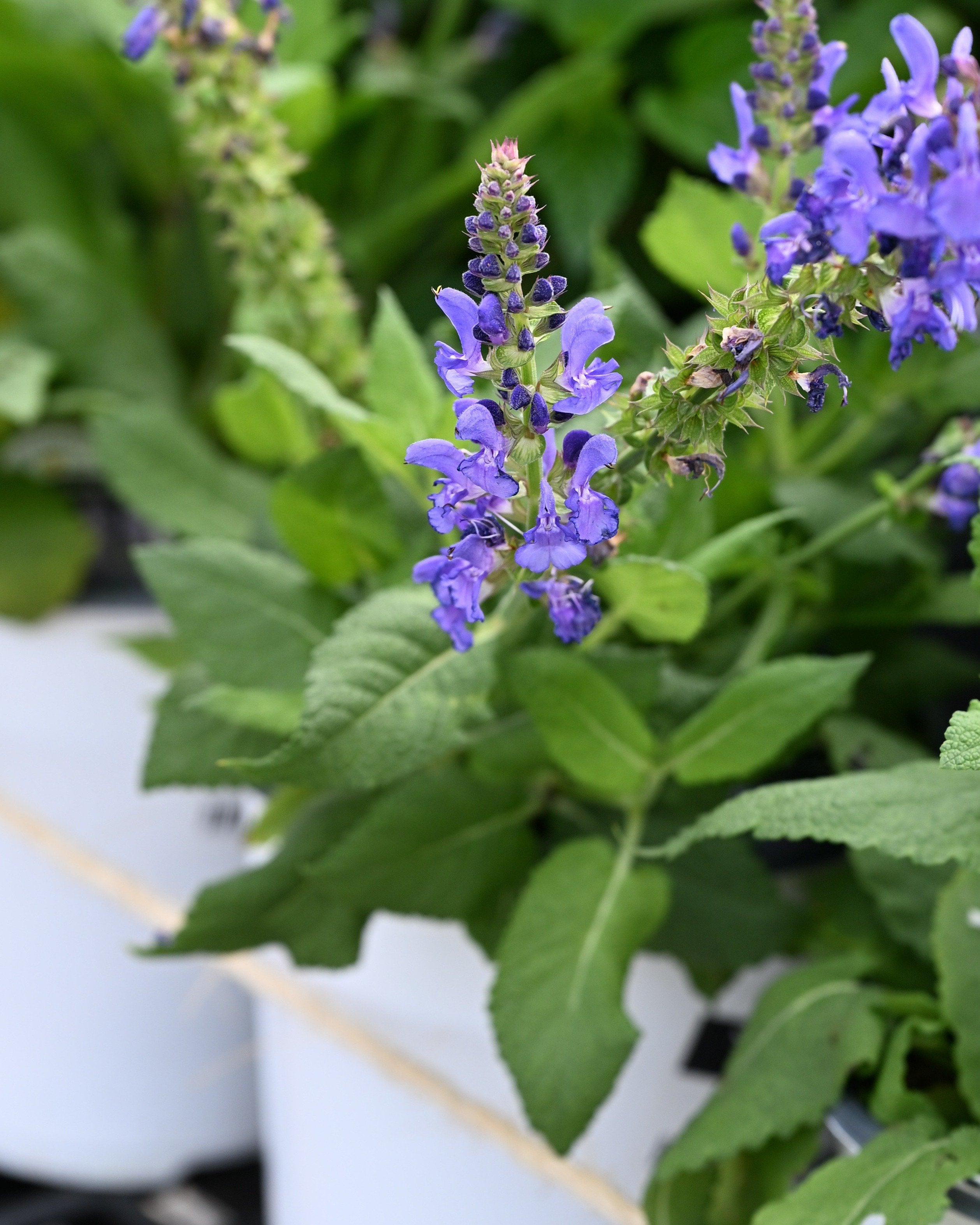Sky Blue Marvel Salvia | Order Online | Treeland Nursery Sky Blue Marvel Salvia | Order Online | Treeland Nursery
