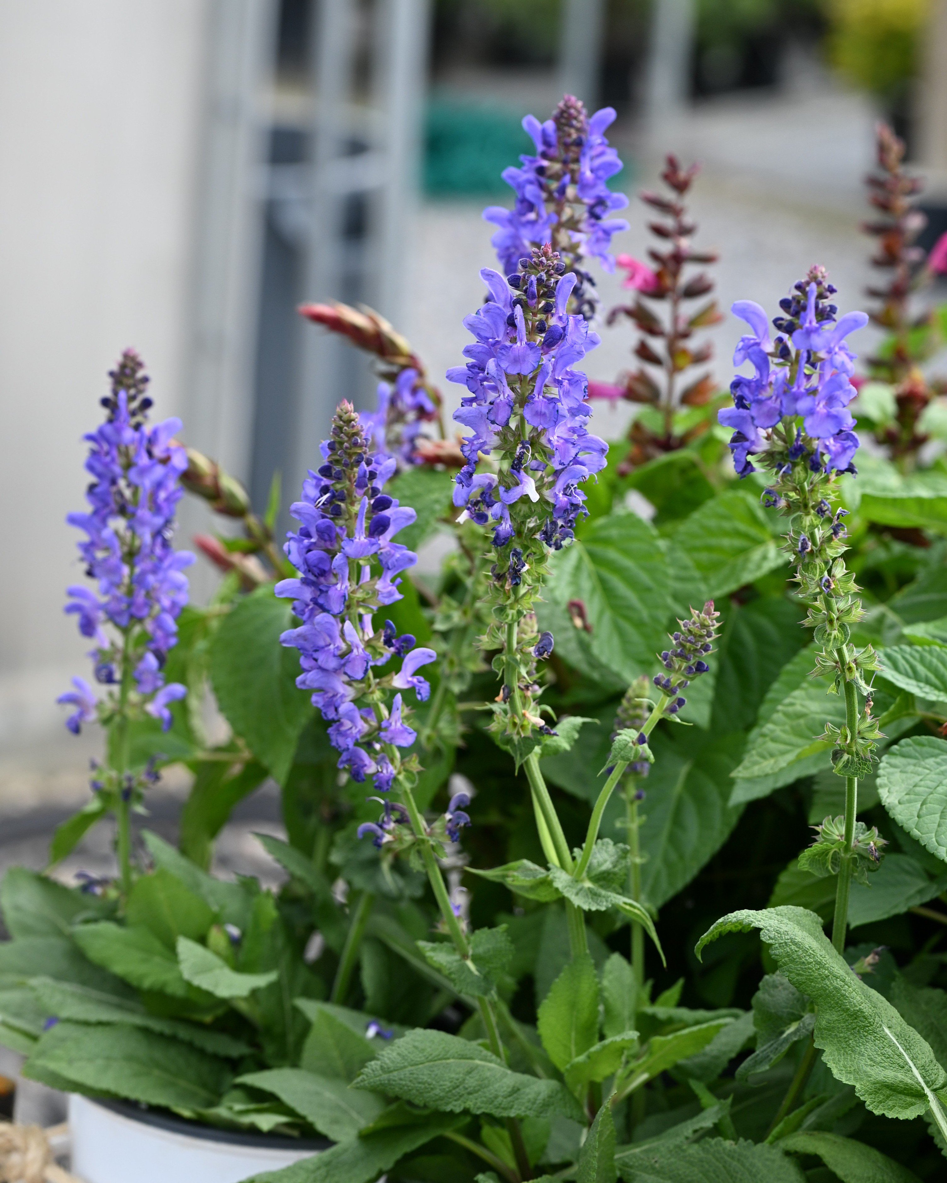 Salvia：プロフ必読 Sky Blue Marvel Salvia | Order Online | Treeland Nursery