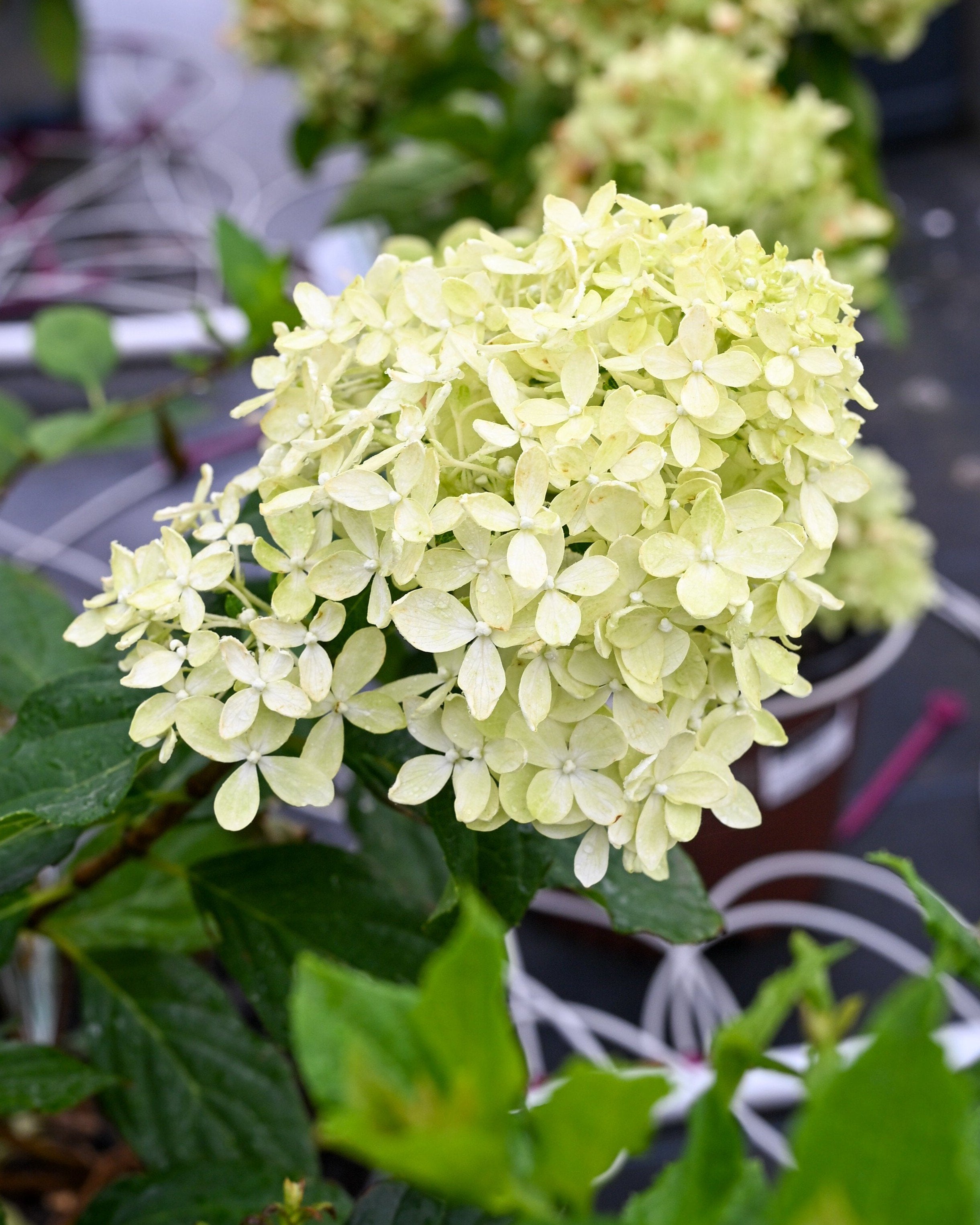 Oakleaf Hydrangea Toy Soldier | Order Online | Treeland Nursery