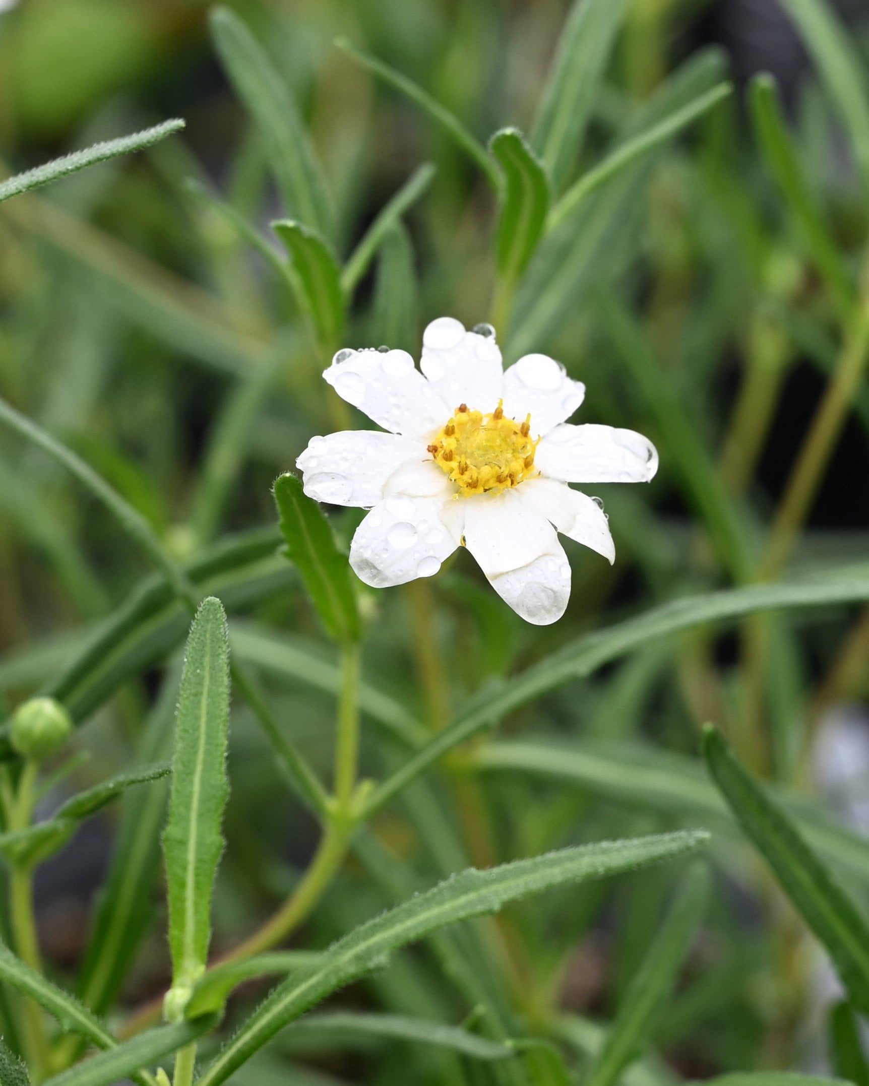 no.0209 スノーフレークとターコイズフラワー Tricolor Snow Crocus