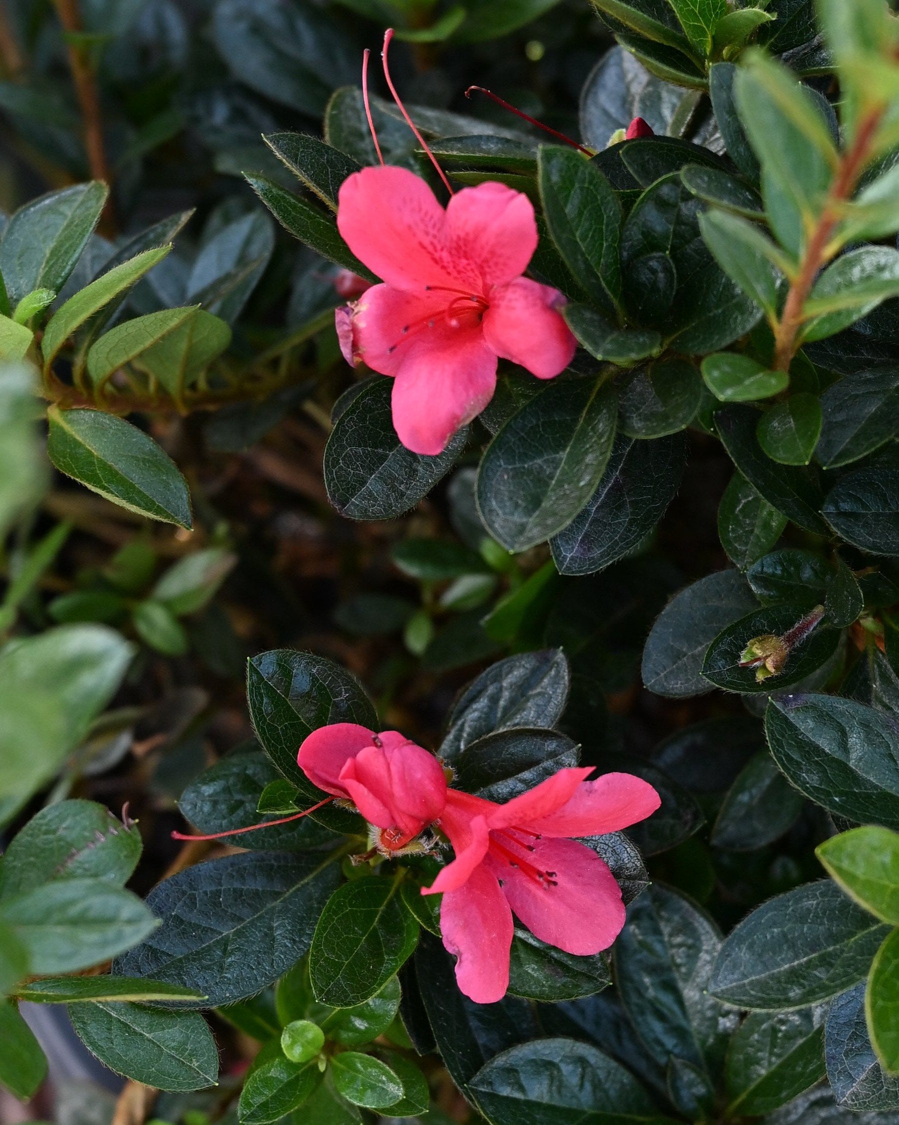 Autumn Sunset Encore Azalea | Order Online | Treeland Nursery
