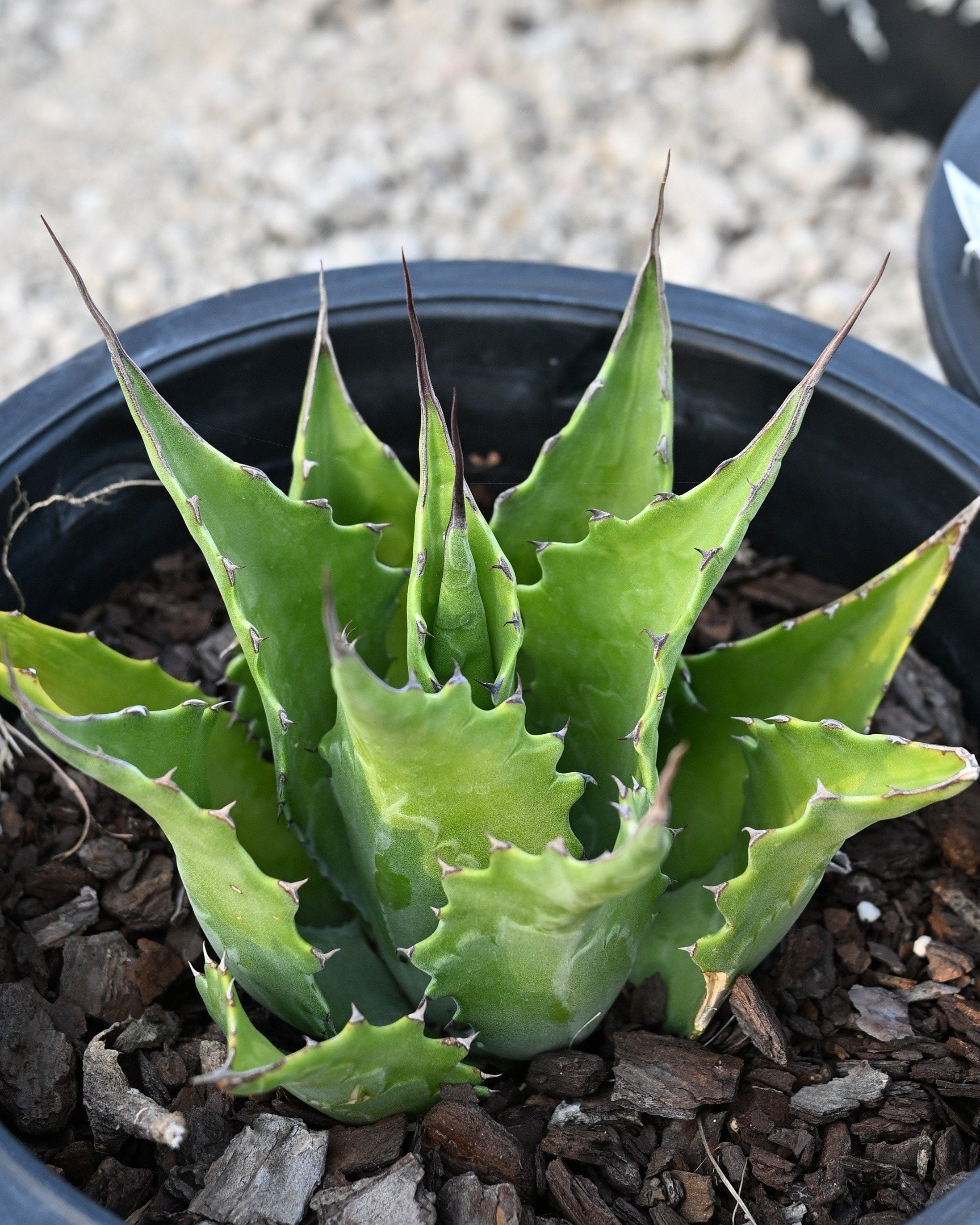 アガベ グリーンゴブレット Green Goblet Agave | Order Online | Treeland Nursery