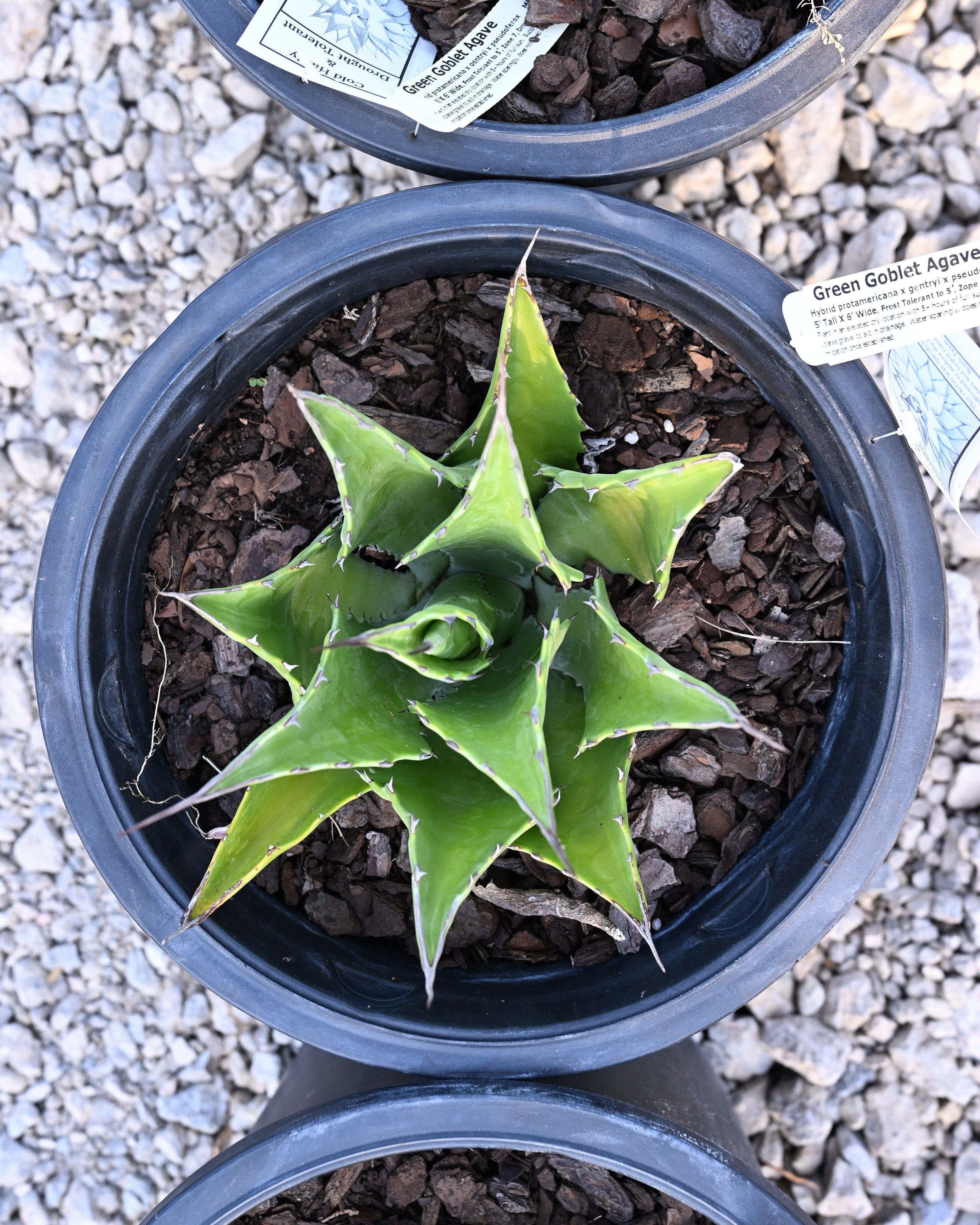 Green Goblet Agave | Order Online | Treeland Nursery
