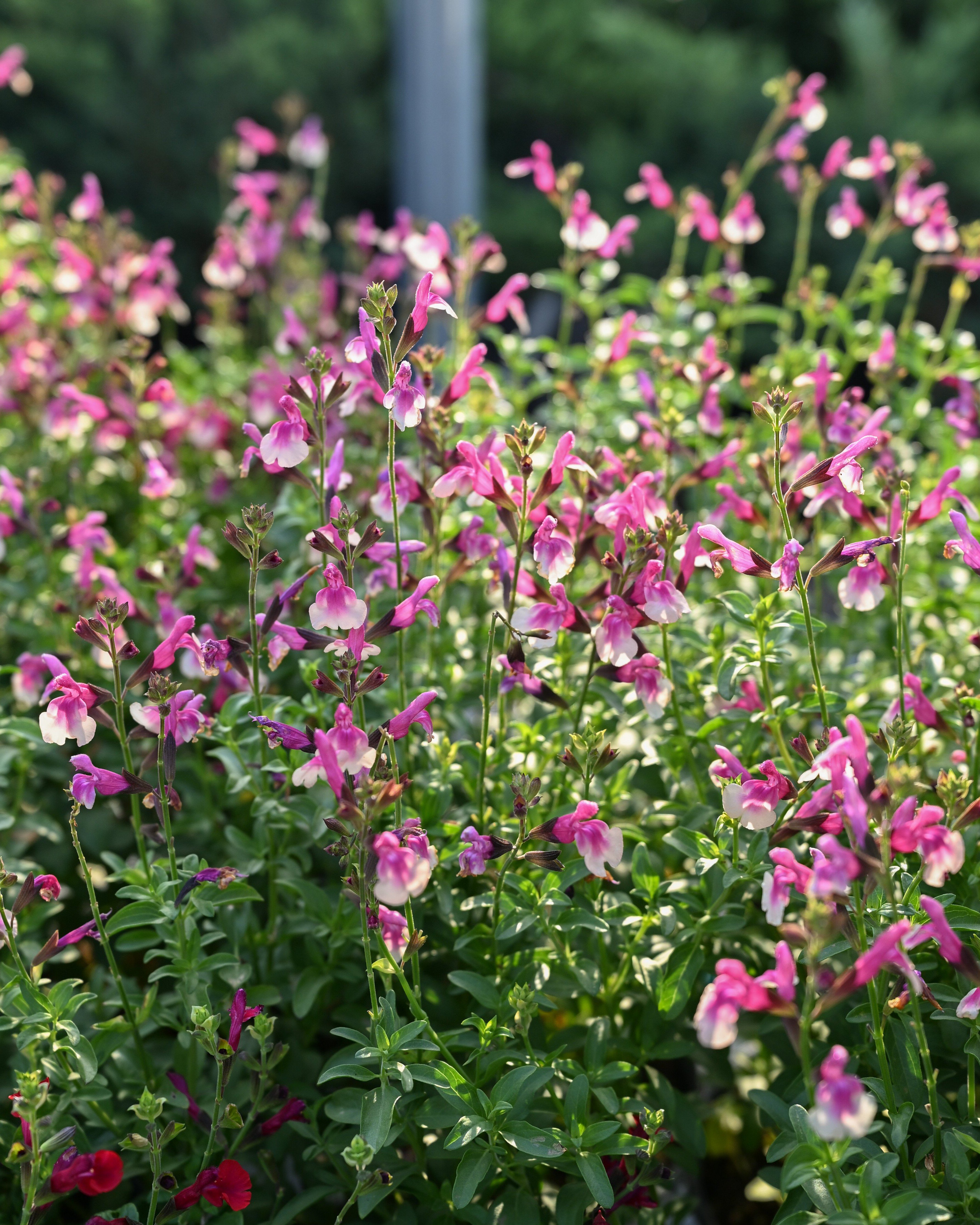 Mirage Rose Bicolor Salvia | Order Online | Treeland Nursery
