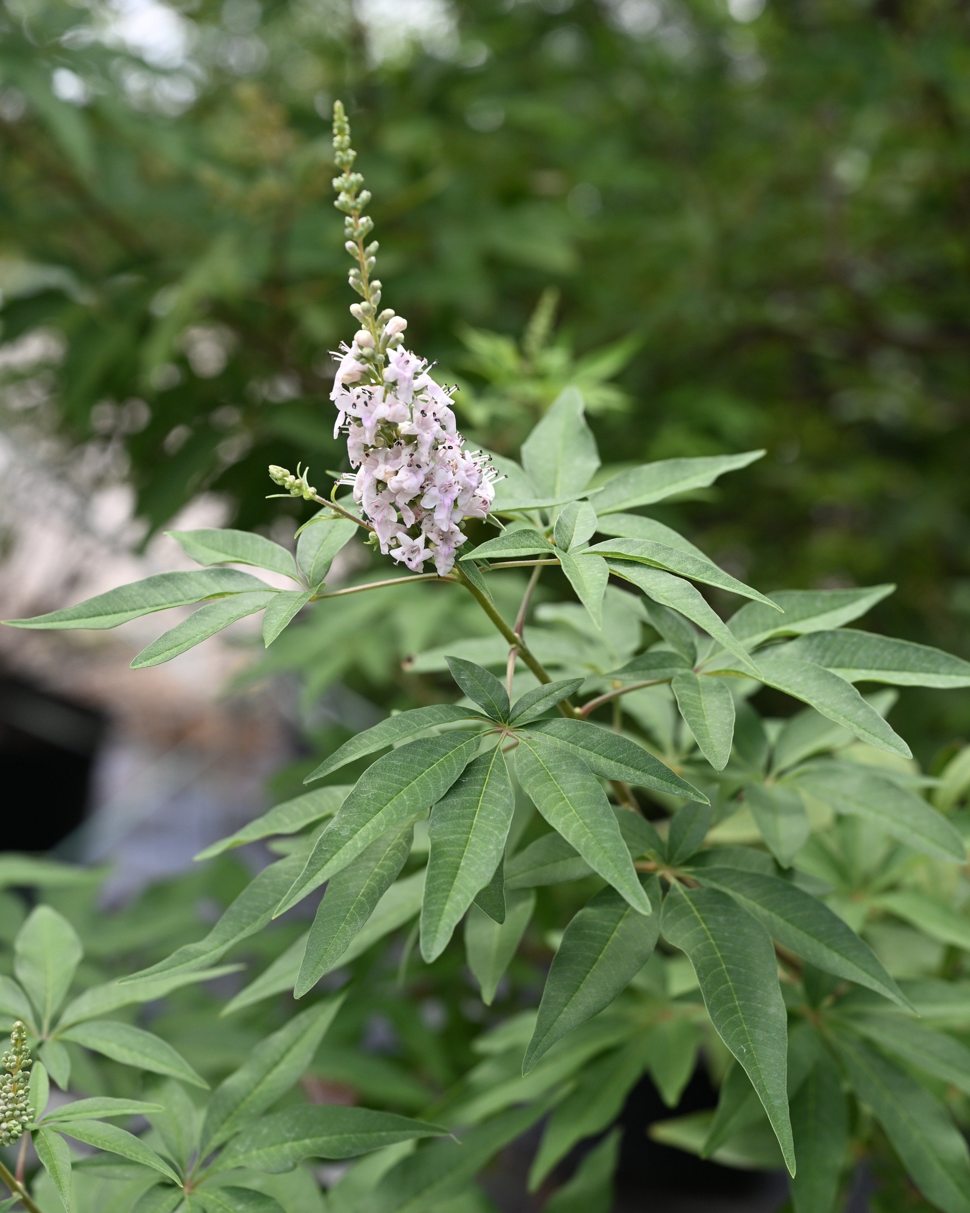 Delta Blues Vitex | Order Online | Treeland Nursery