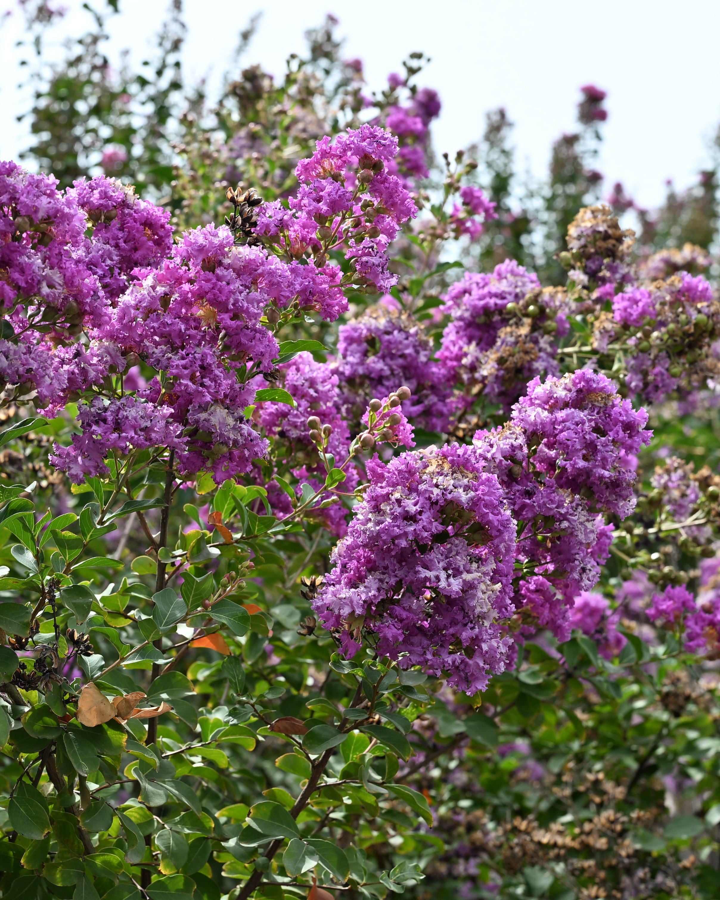 Zuni Crape Myrtle | Order Online | Treeland Nursery