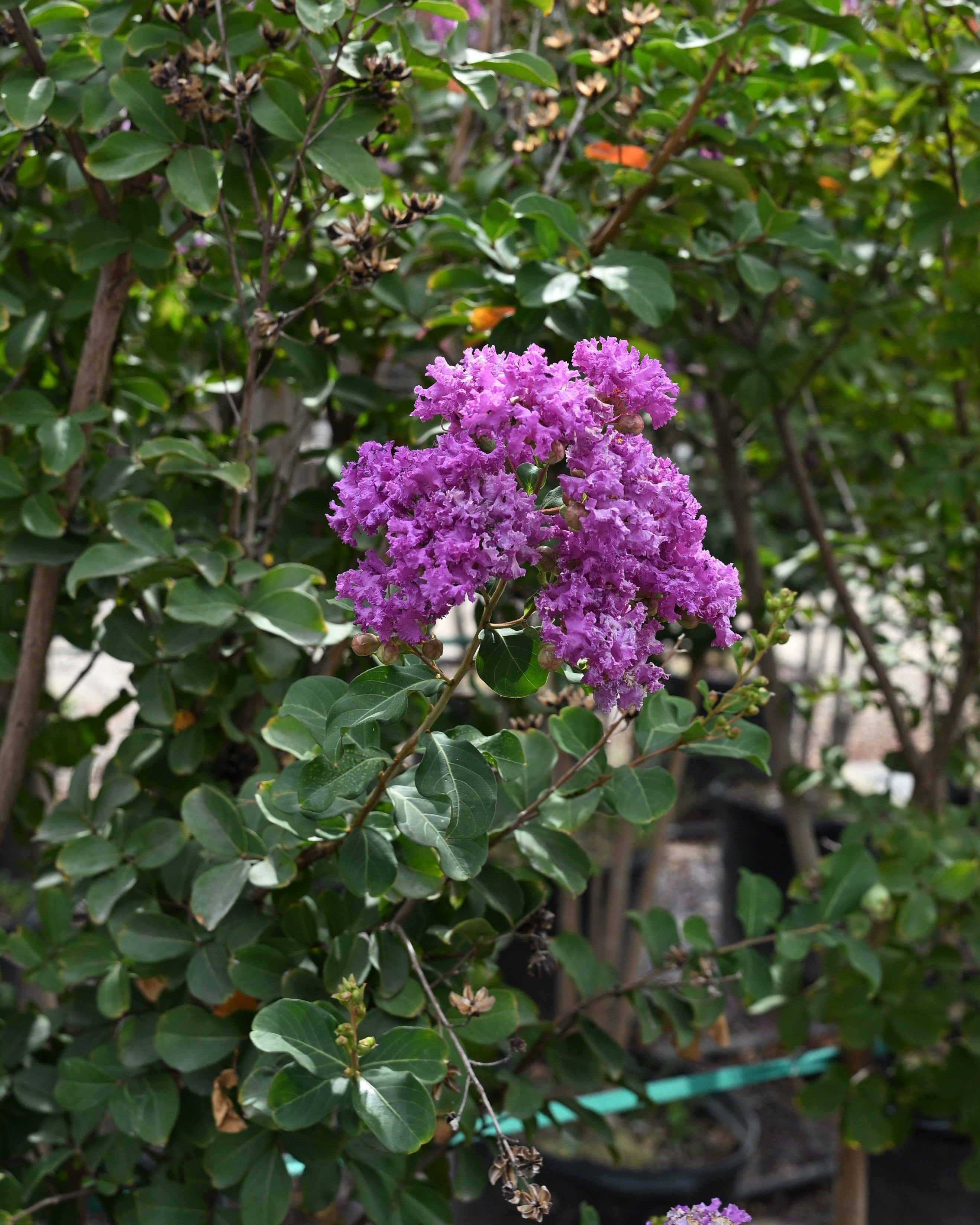 Delta Blues Vitex | Order Online | Treeland Nursery