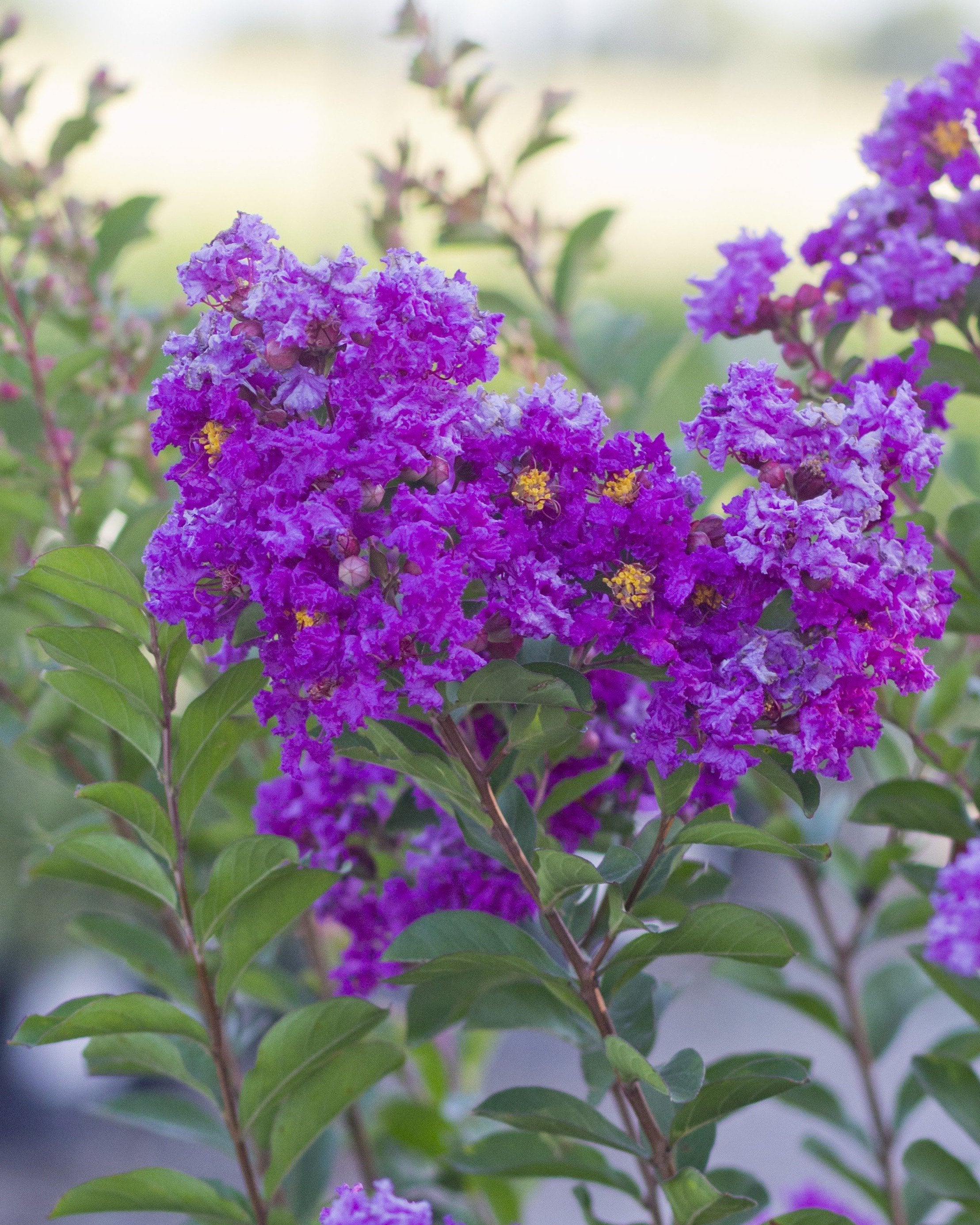Lavender Skies Crape Myrtle | Order Online | Treeland Nursery