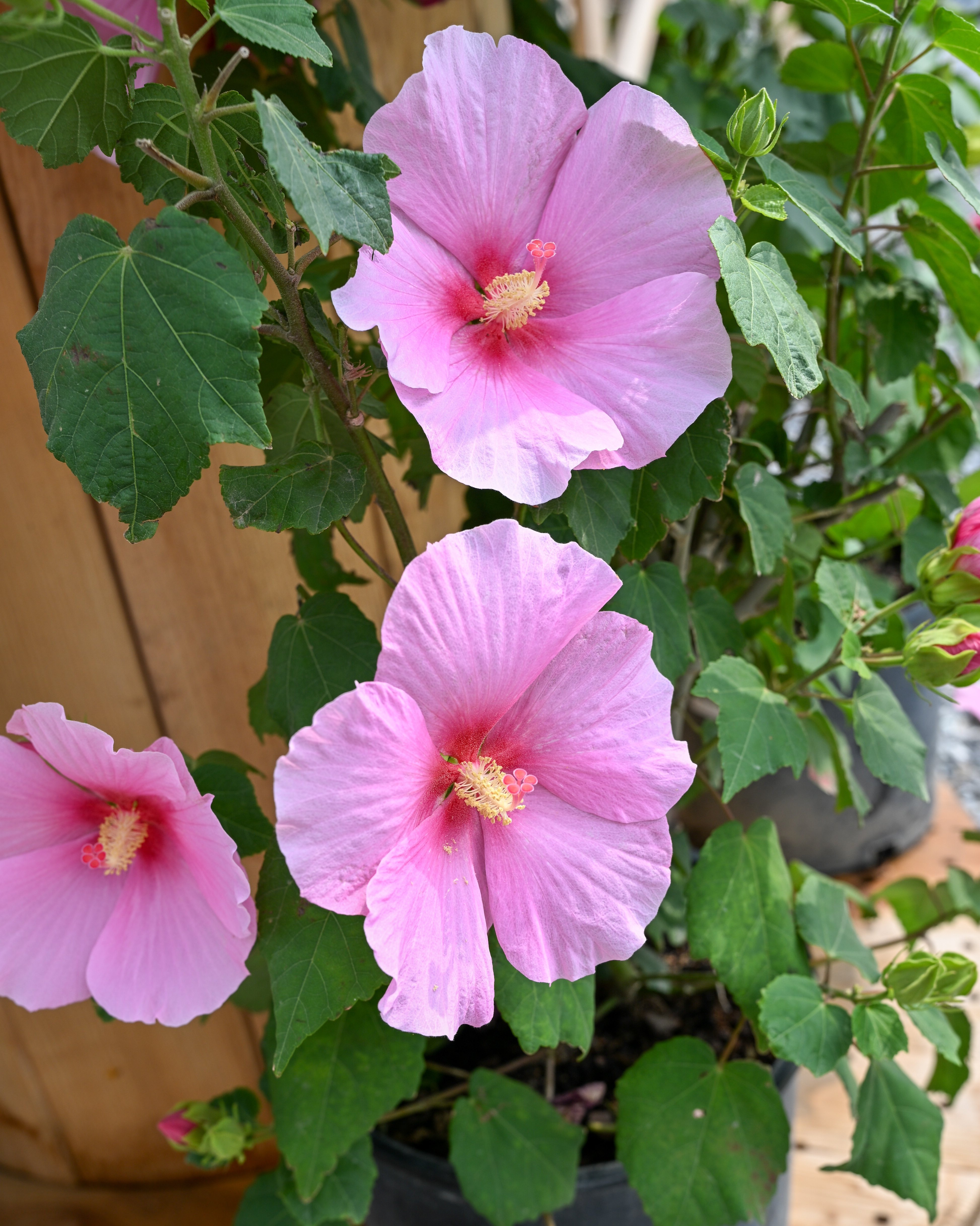 Big Hit Pink Hibiscus | Order Online | Treeland Nursery