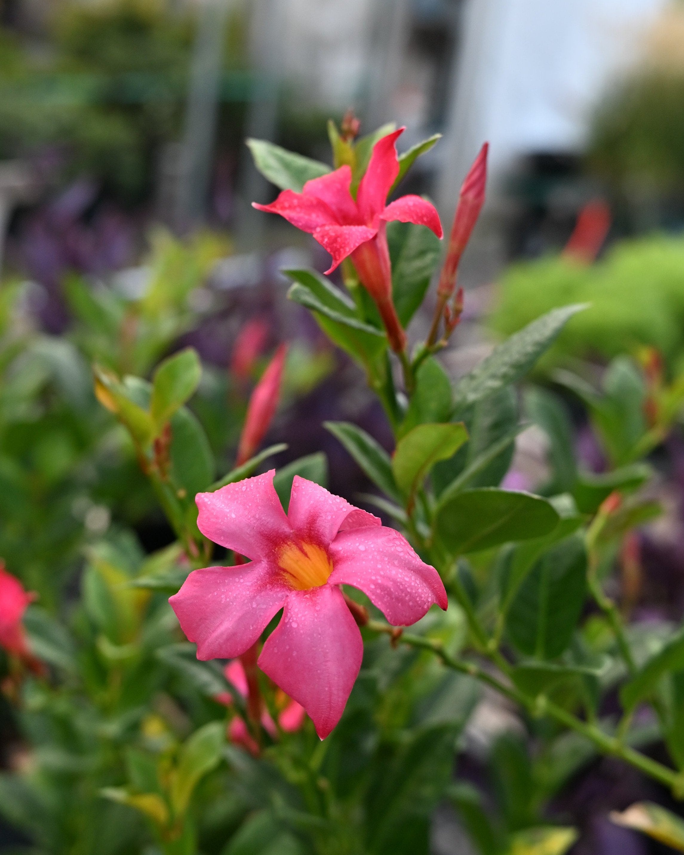 オングストローム　クリーム Orange Zest Cestrum | Order Online | Treeland Nursery