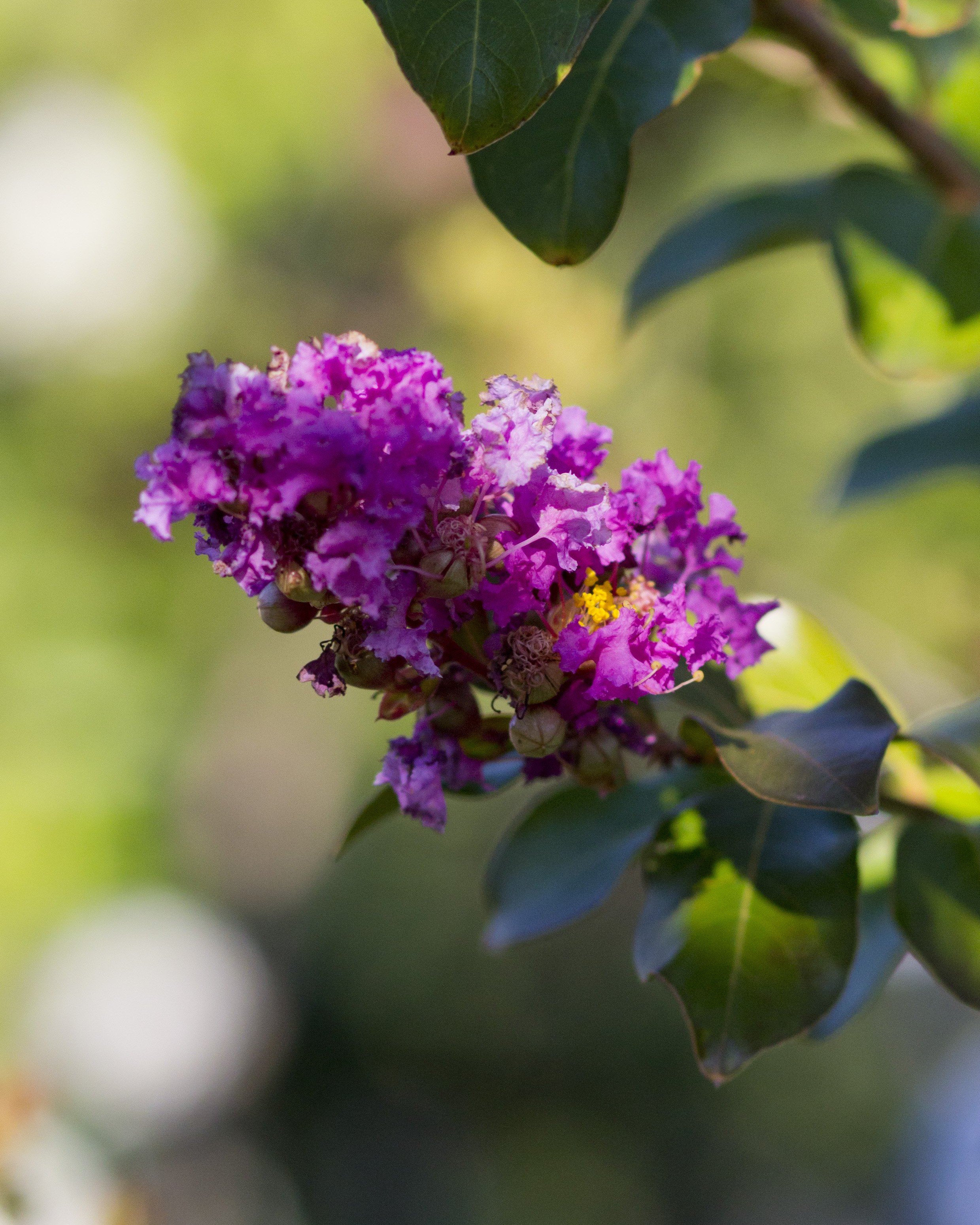 Zuni Crape Myrtle | Order Online | Treeland Nursery